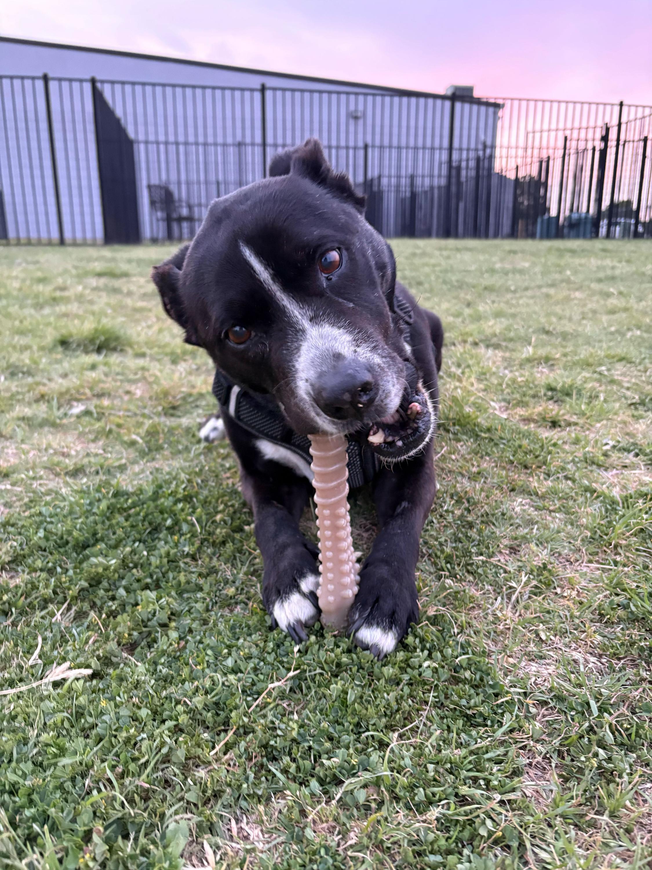 Enlarge Job, a Adoptable mixed breed in Denton, TX image 5/6
