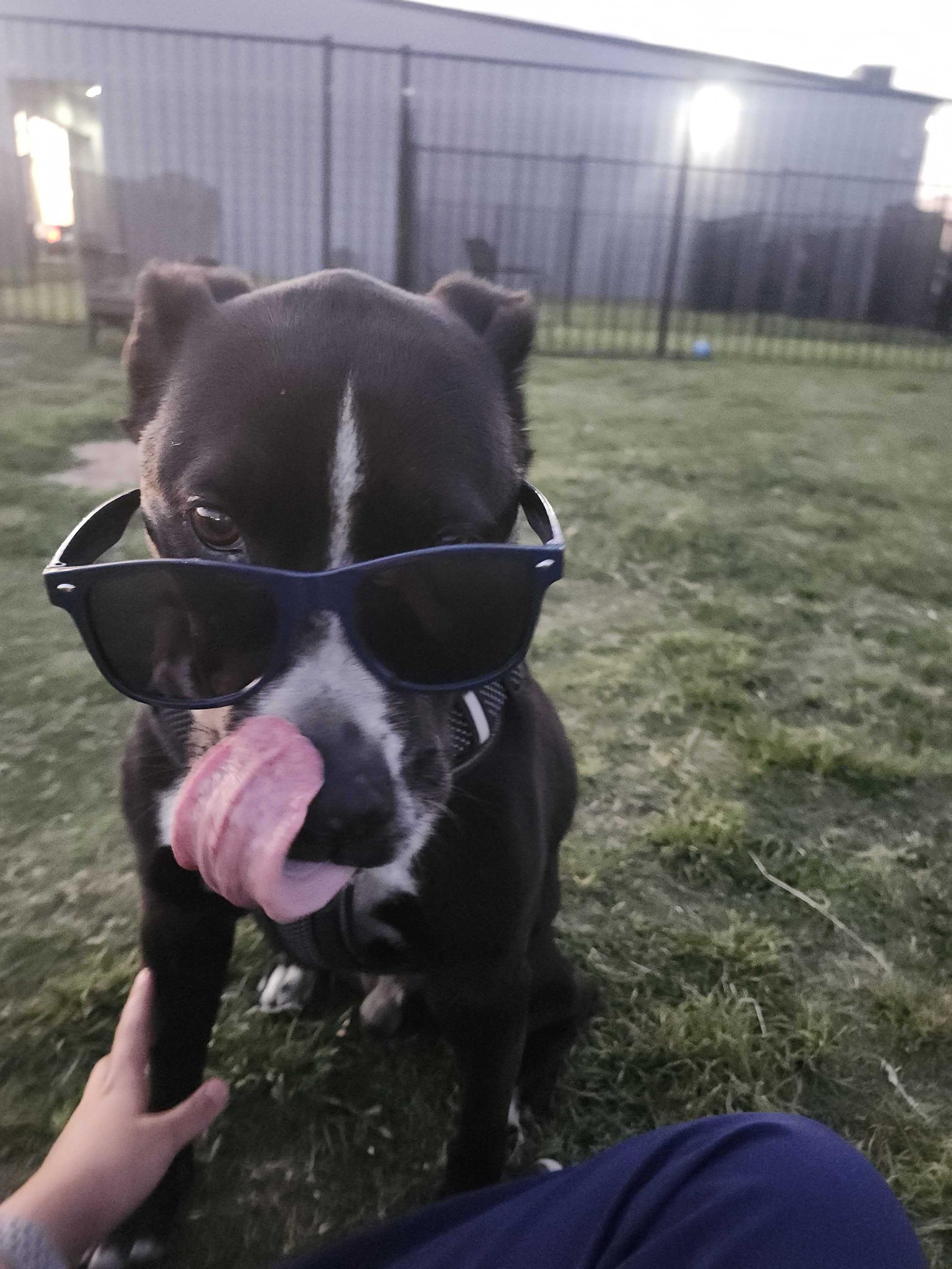 Enlarge Job, a Adoptable mixed breed in Denton, TX image 6/6
