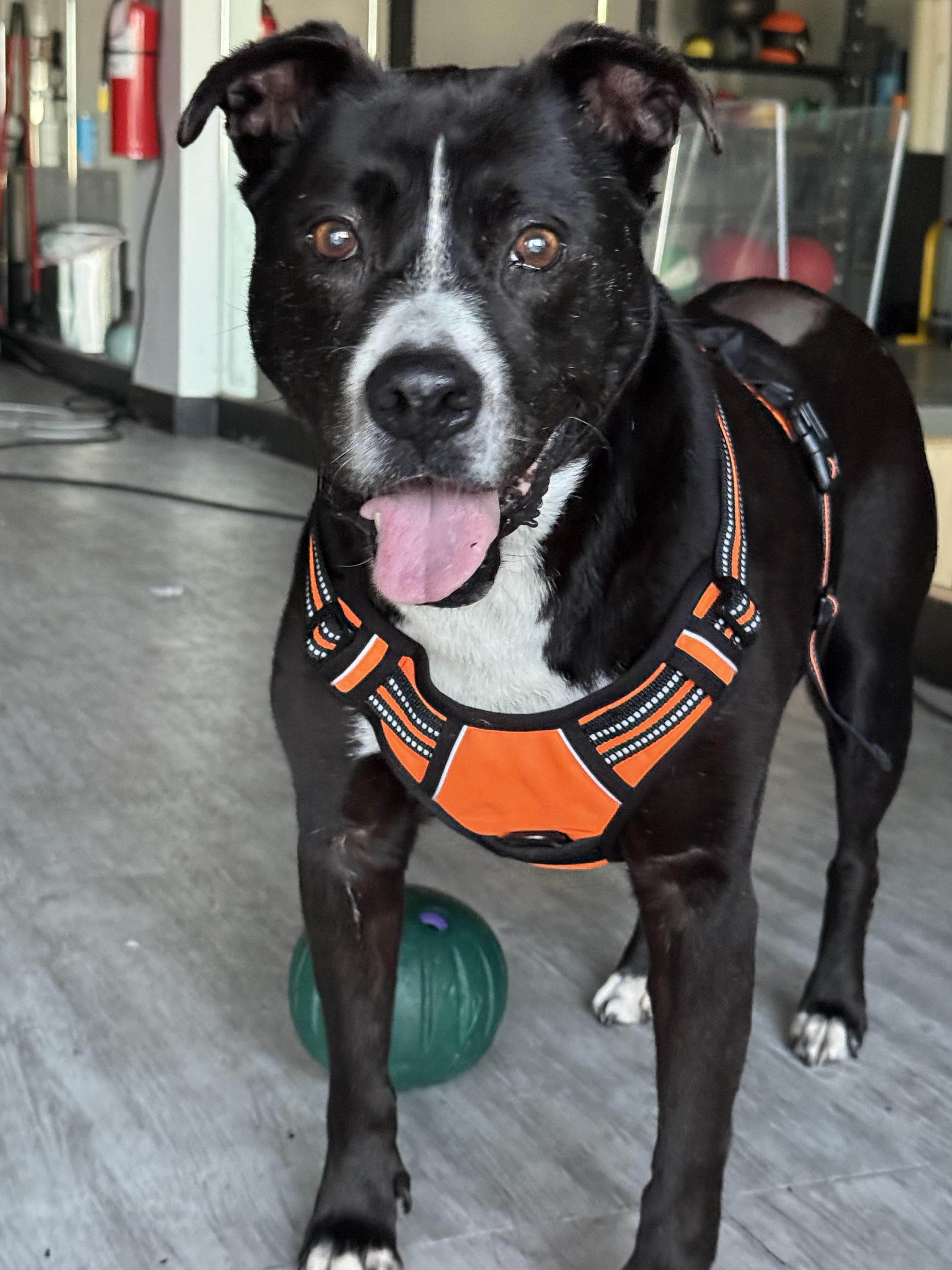 Enlarge Job, a Adoptable mixed breed in Denton, TX image 3/6