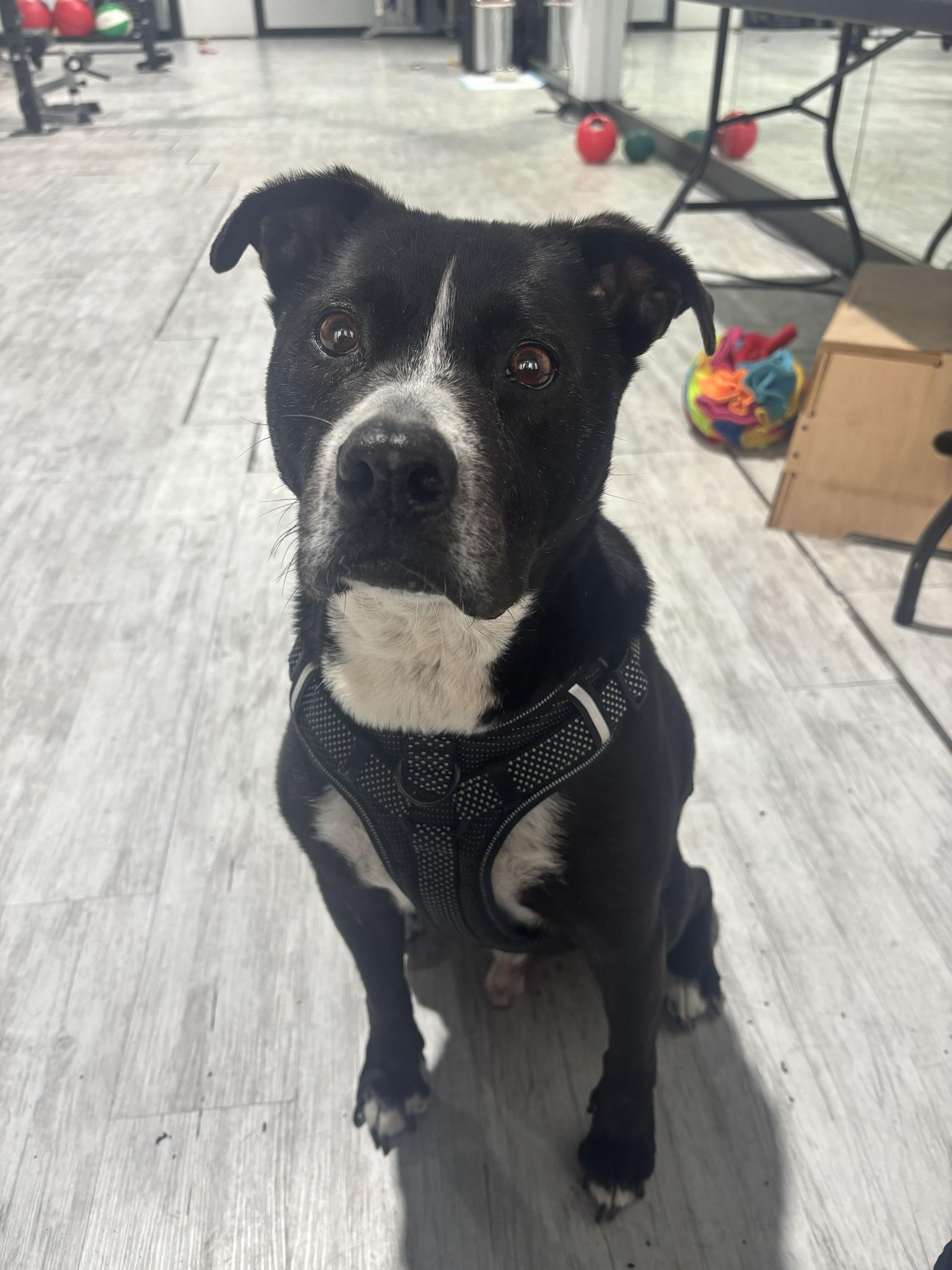 Enlarge Job, a Adoptable mixed breed in Denton, TX image 4/6