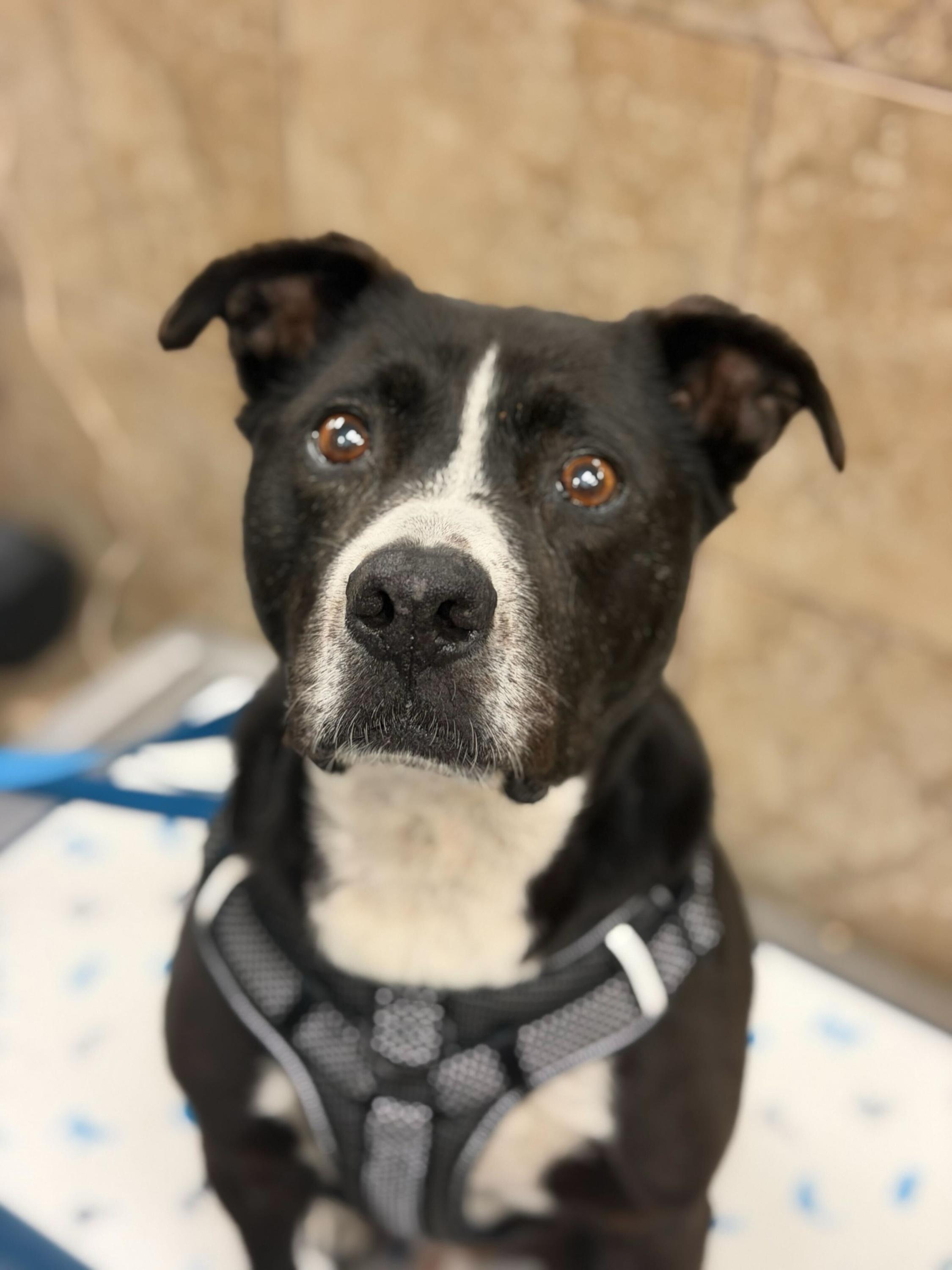 Enlarge Job, a Adoptable mixed breed in Denton, TX image 2/6