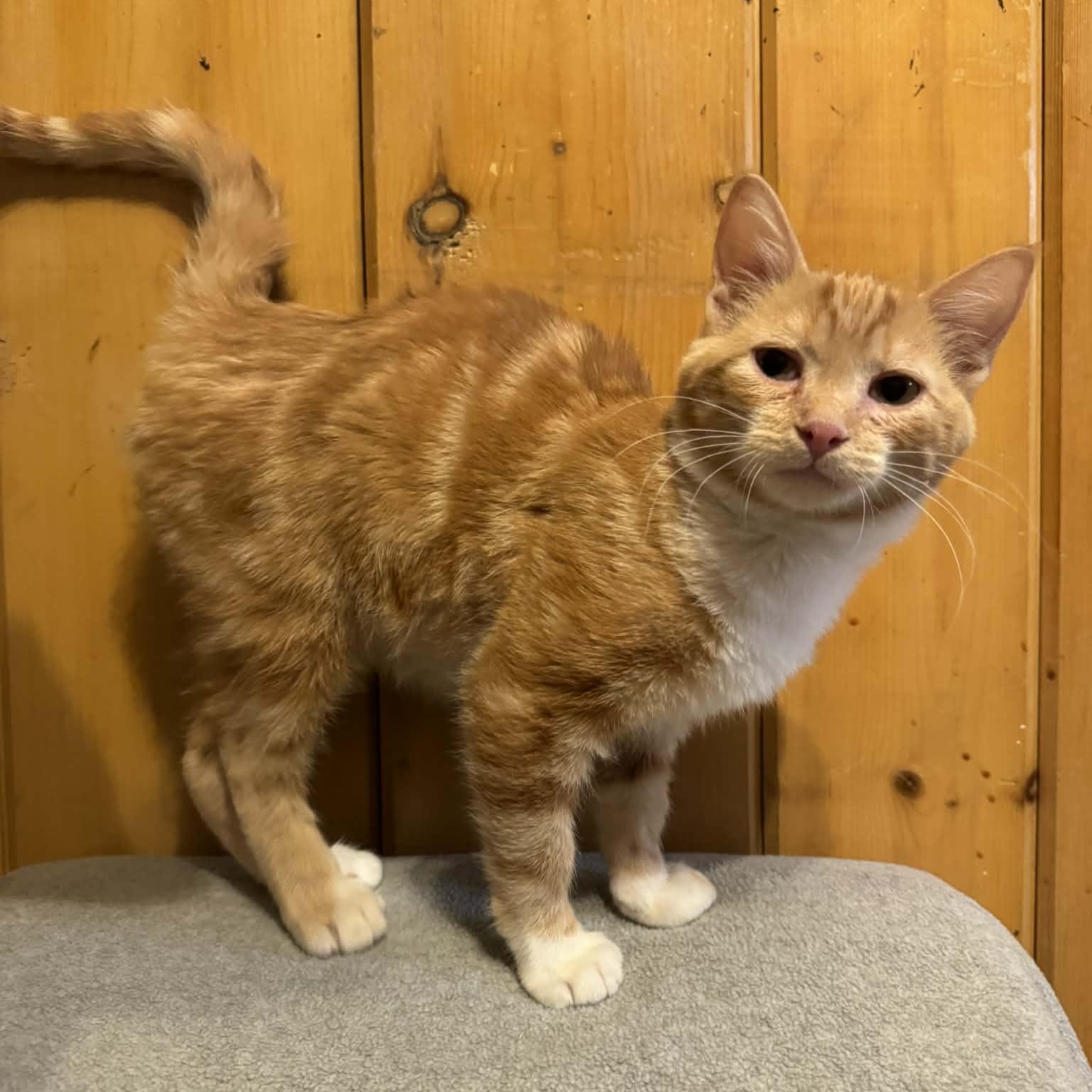 Enlarge Lucas, an adopted Domestic Short Hair in Waterloo, IA image 2/3