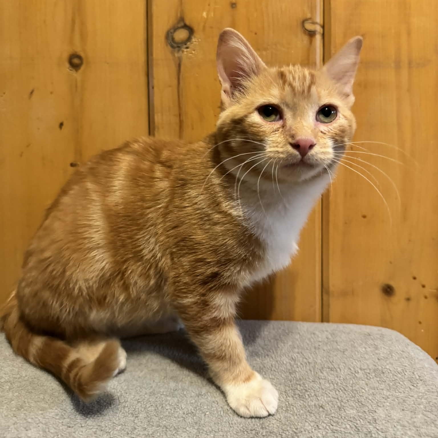 Lucas, adopted, Young Male Domestic Short Hair.