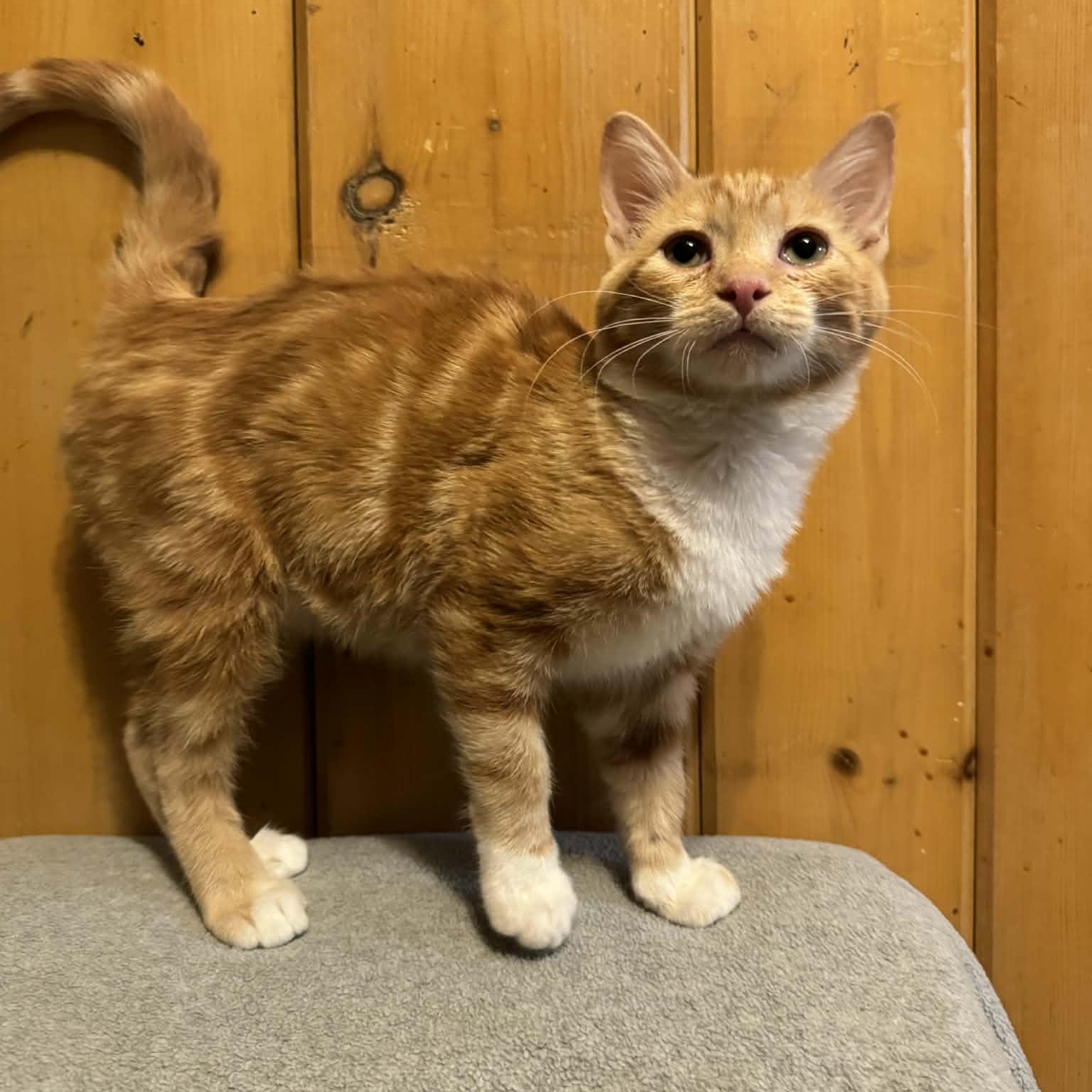 Enlarge Lucas, an adopted Domestic Short Hair in Waterloo, IA image 3/3