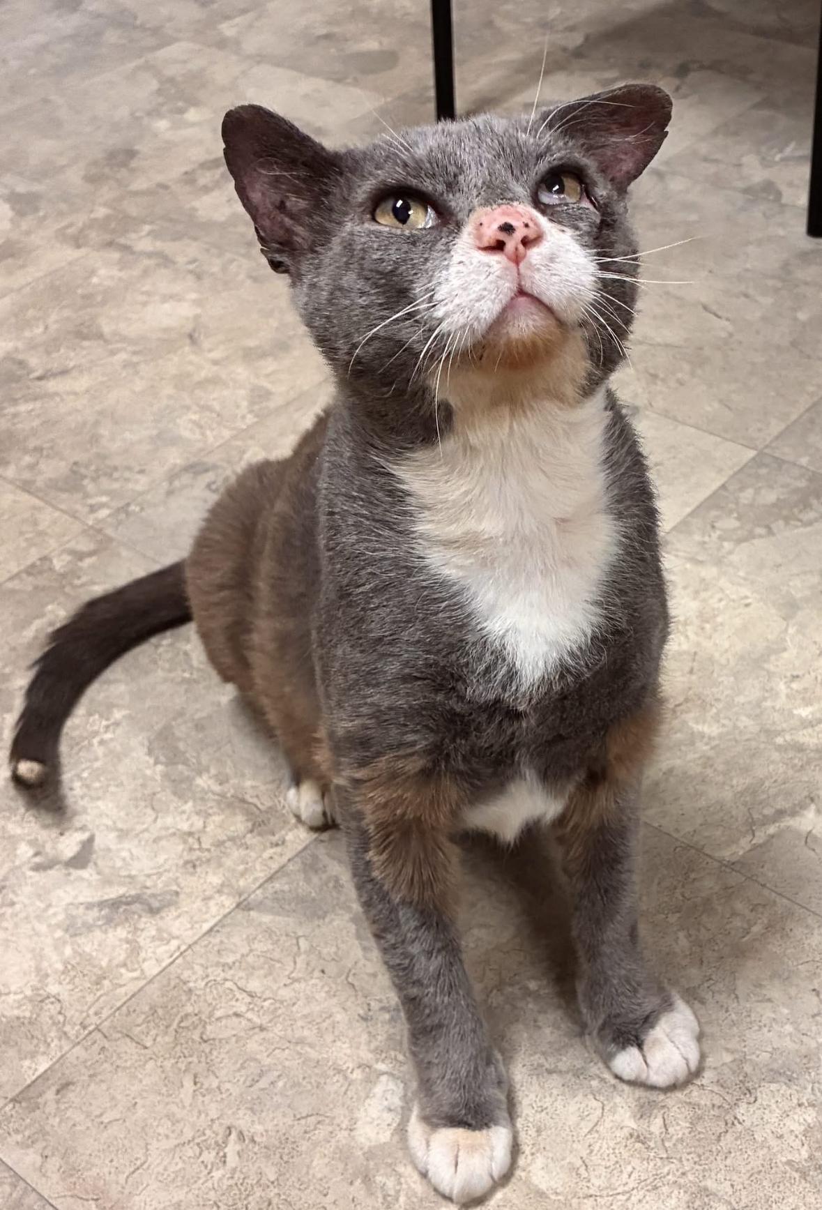 Enlarge Tony Montana, a Adoptable Domestic Short Hair in Statesboro, GA image 5/5