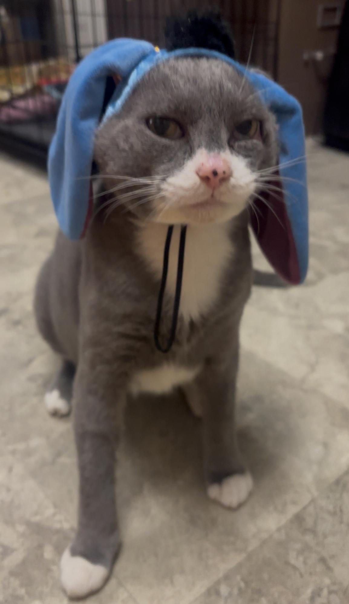 Enlarge Tony Montana, a Adoptable Domestic Short Hair in Statesboro, GA image 2/5