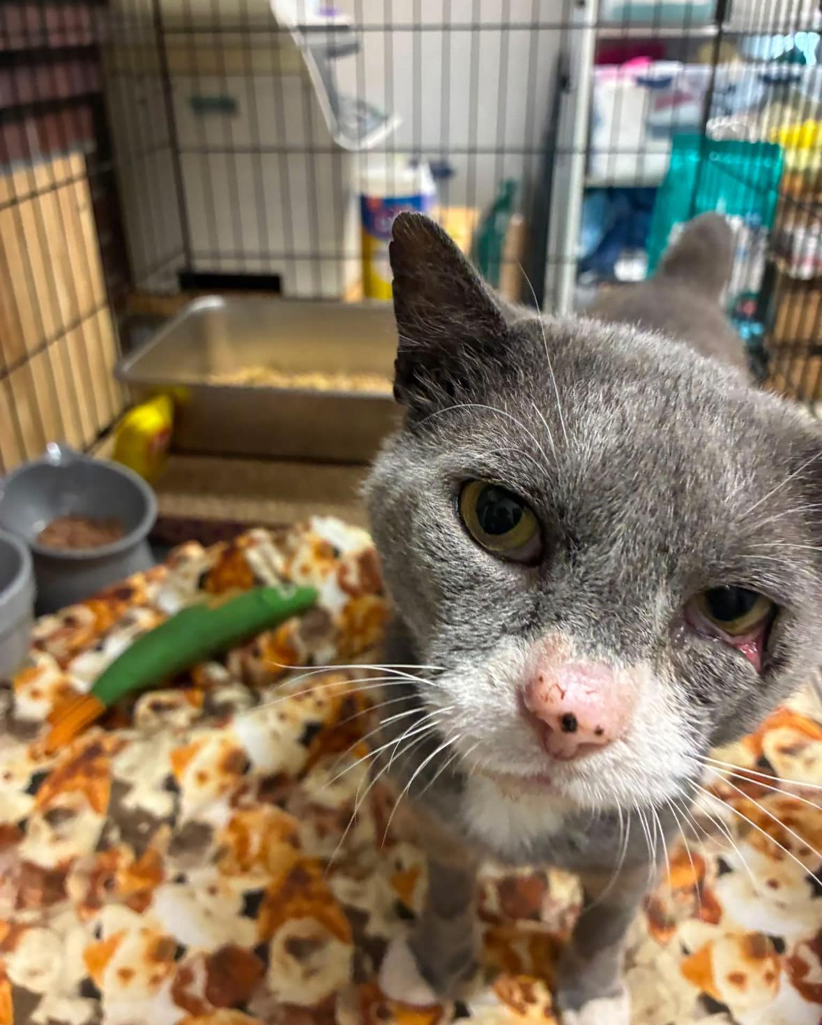Enlarge Tony Montana, a Adoptable Domestic Short Hair in Statesboro, GA image 3/5