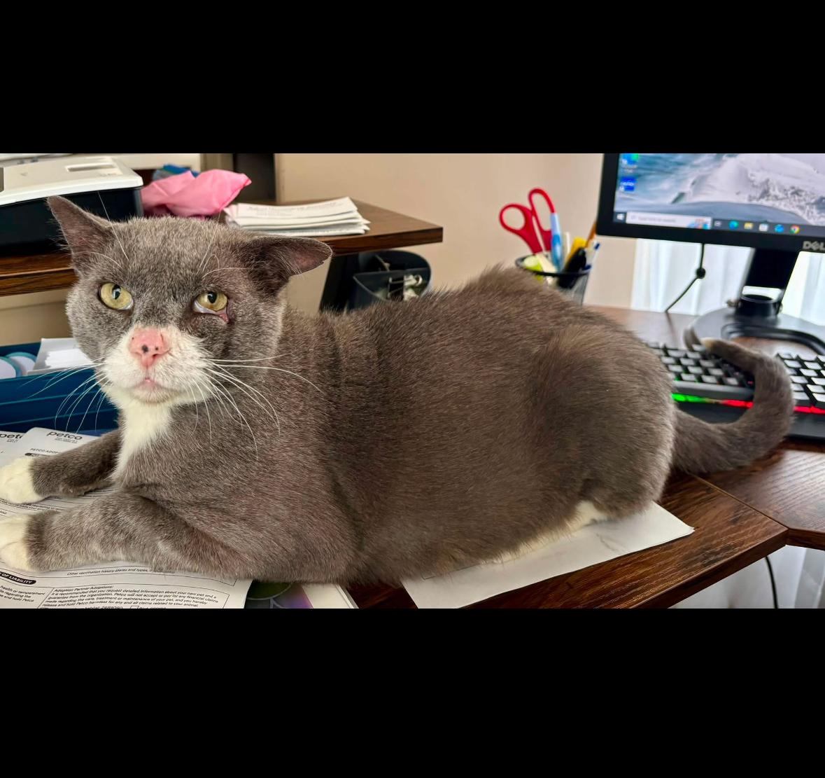 Enlarge Tony Montana, a Adoptable Domestic Short Hair in Statesboro, GA image 4/5