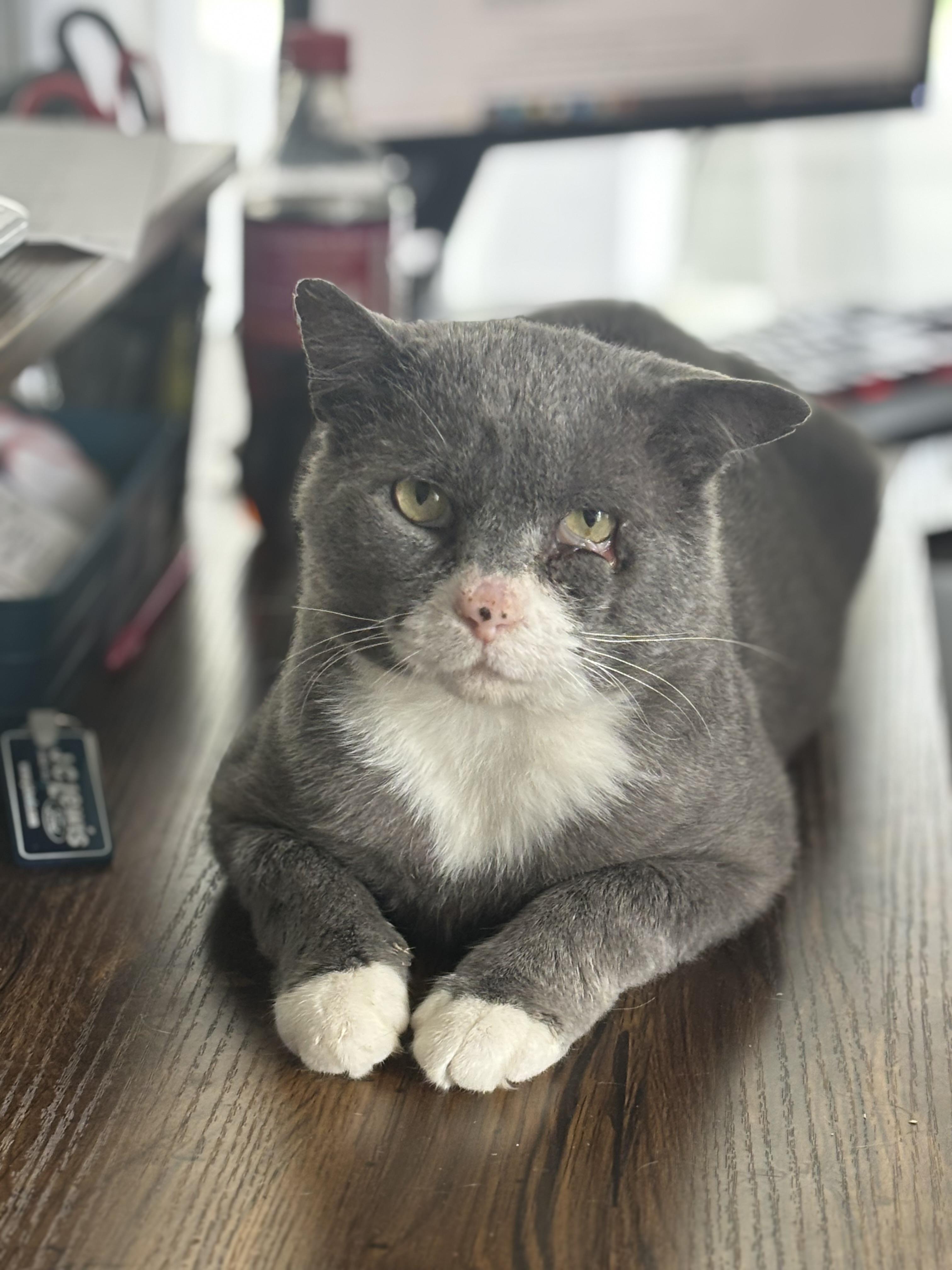 Tony Montana, Adoptable, Adult Male Domestic Short Hair.