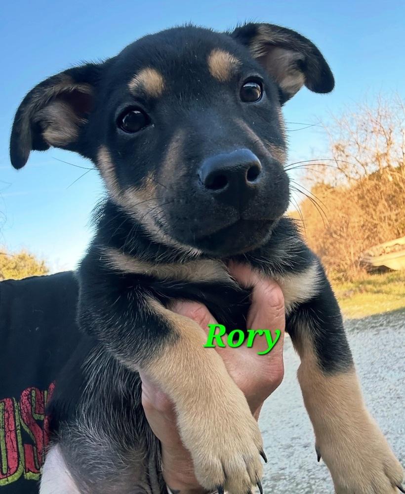 Enlarge Rory, a Adoptable mixed breed in Norfolk, MA image 1/4