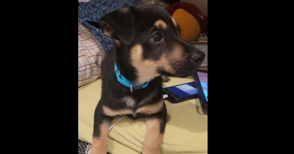 Enlarge Rory, a Adoptable mixed breed in Norfolk, MA image 2/4