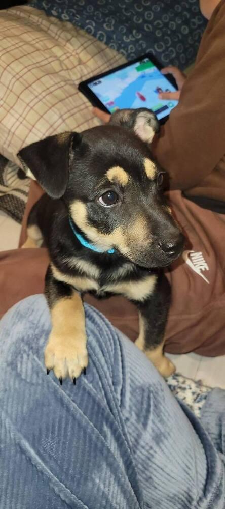 Enlarge Rory, a Adoptable mixed breed in Norfolk, MA image 3/4