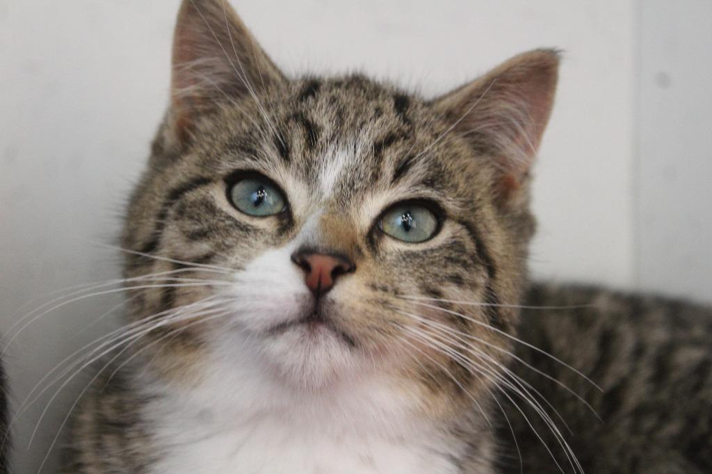 Snail, a ADOPTABLE Domestic Short Hair in Chestertown, MD image 1/3