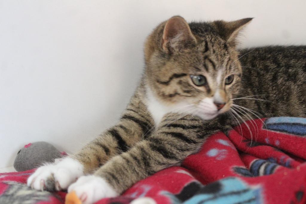 Snail, a ADOPTABLE Domestic Short Hair in Chestertown, MD image 2/3