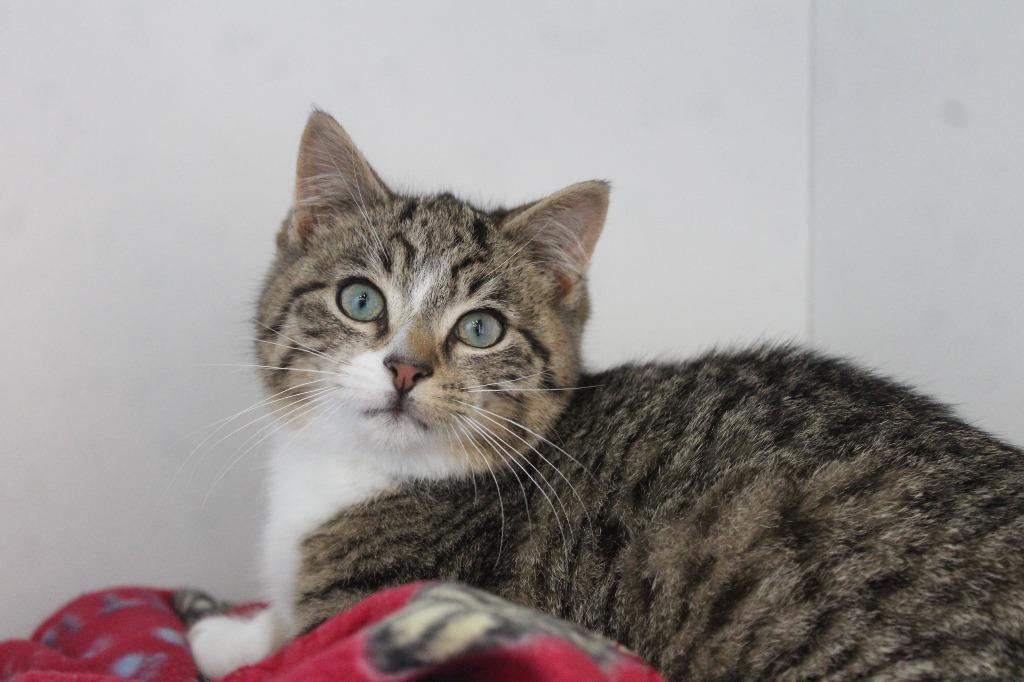 Snail, a ADOPTABLE Domestic Short Hair in Chestertown, MD image 3/3