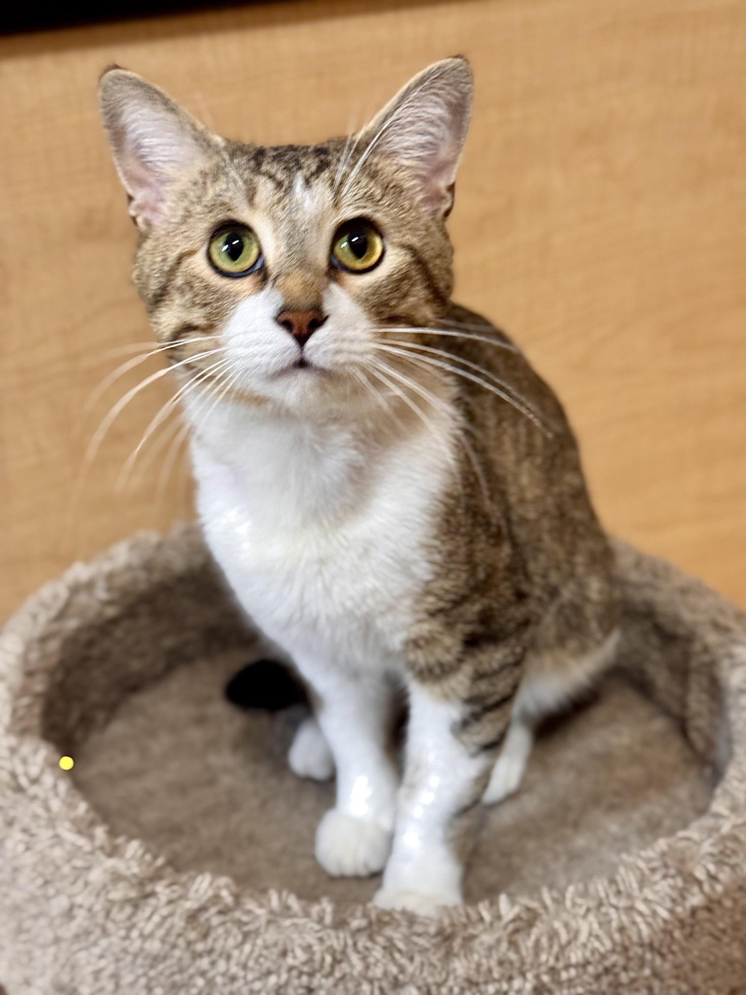 Drake, an adopted Domestic Short Hair in Barrington Hills, IL image 1/4