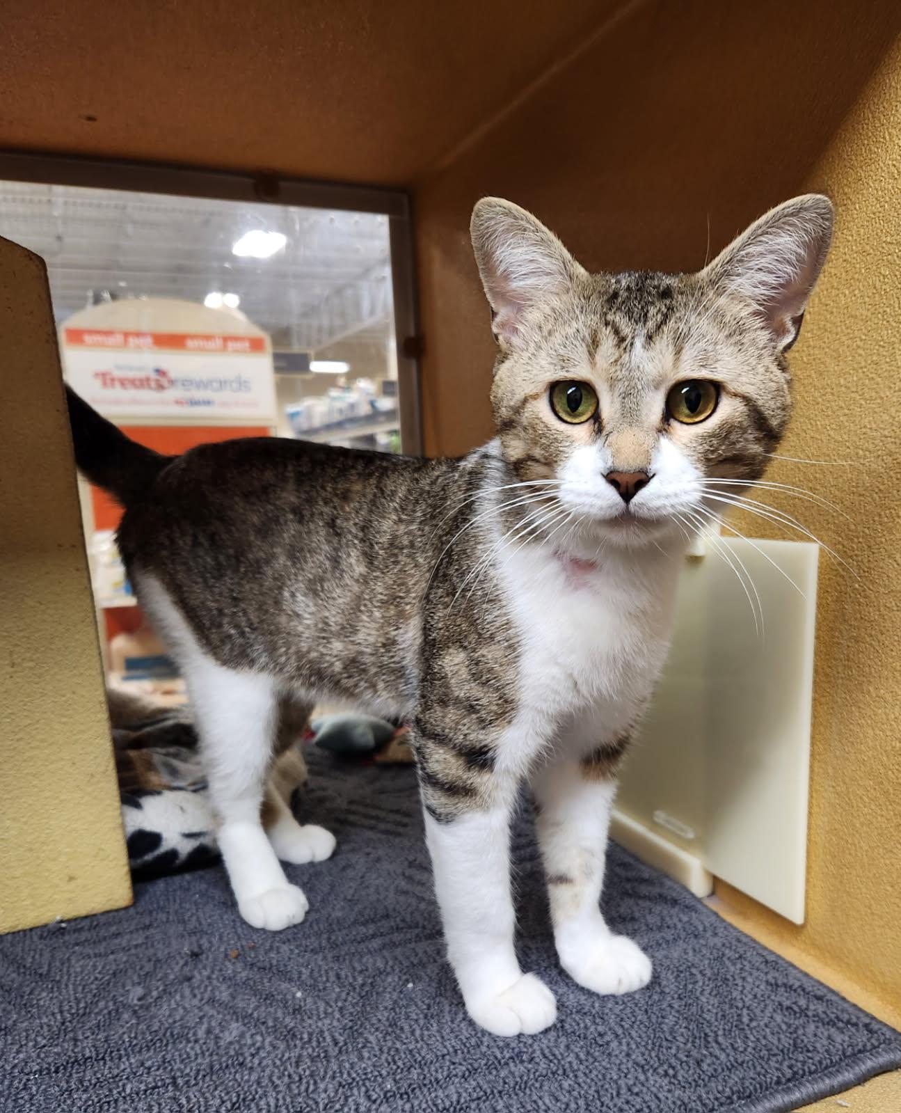 Drake, an adopted Domestic Short Hair in Barrington Hills, IL image 2/4