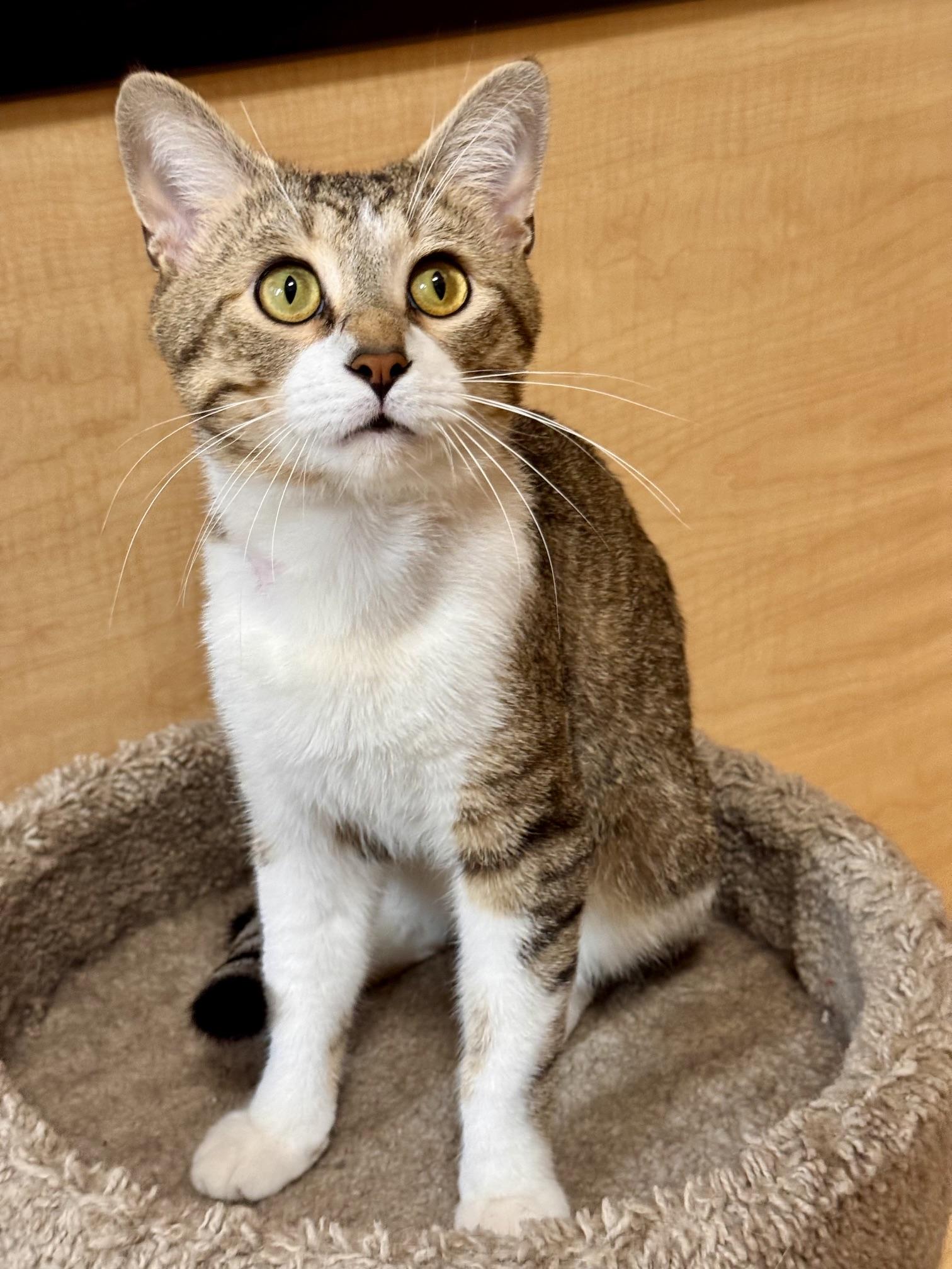 Drake, an adopted Domestic Short Hair in Barrington Hills, IL image 3/4