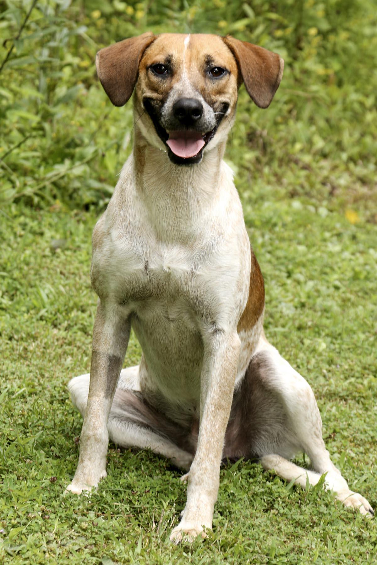 Enlarge Church, a Adoptable mixed breed in Cashiers, NC image 1/6