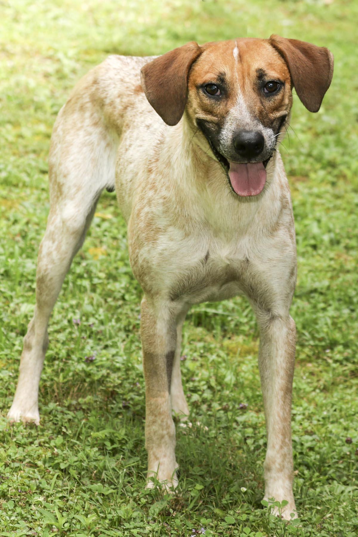 Enlarge Church, a Adoptable mixed breed in Cashiers, NC image 2/6