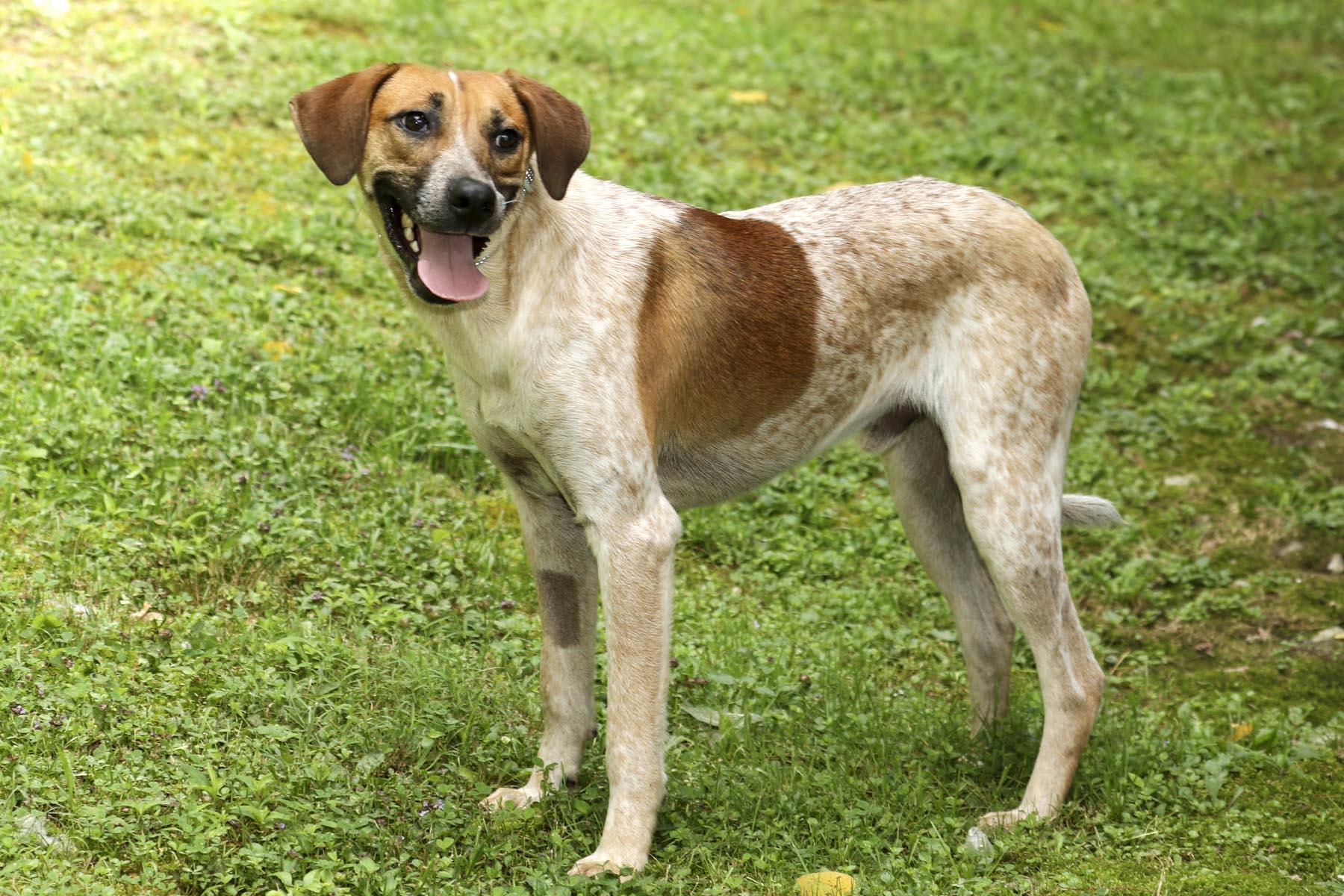 Enlarge Church, a Adoptable mixed breed in Cashiers, NC image 3/6