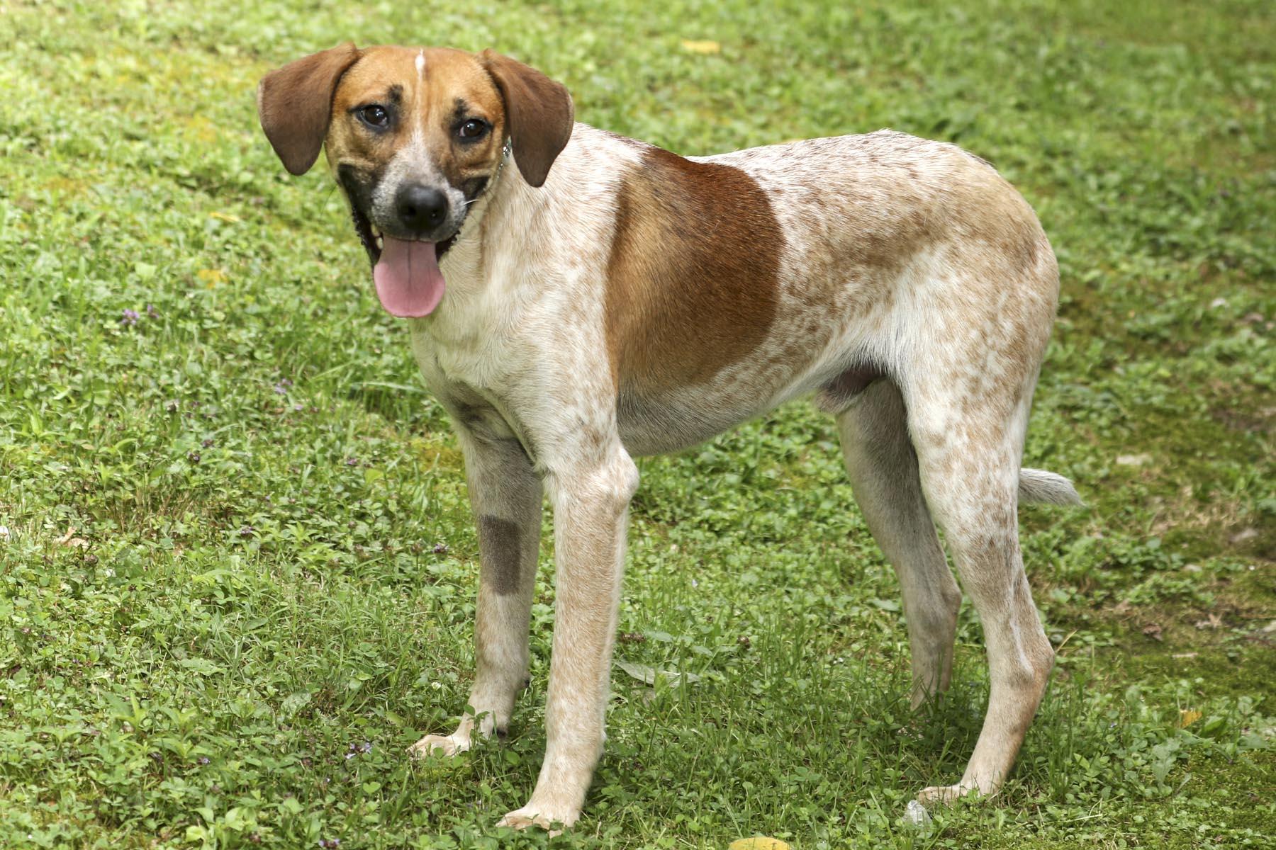 Enlarge Church, a Adoptable mixed breed in Cashiers, NC image 4/6