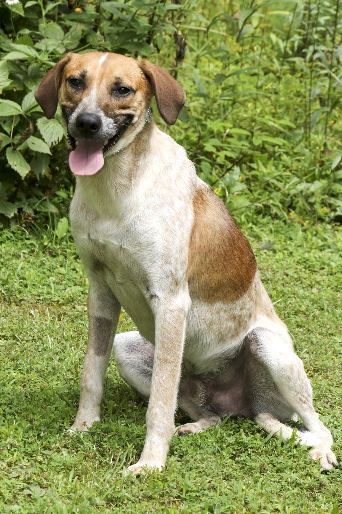 Enlarge Church, a Adoptable mixed breed in Cashiers, NC image 5/6