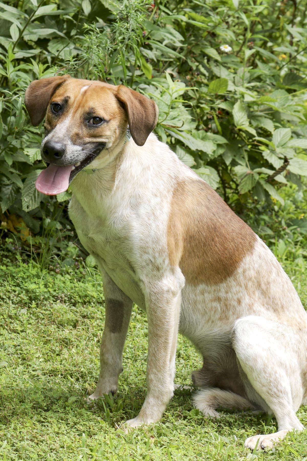 Enlarge Church, a Adoptable mixed breed in Cashiers, NC image 6/6