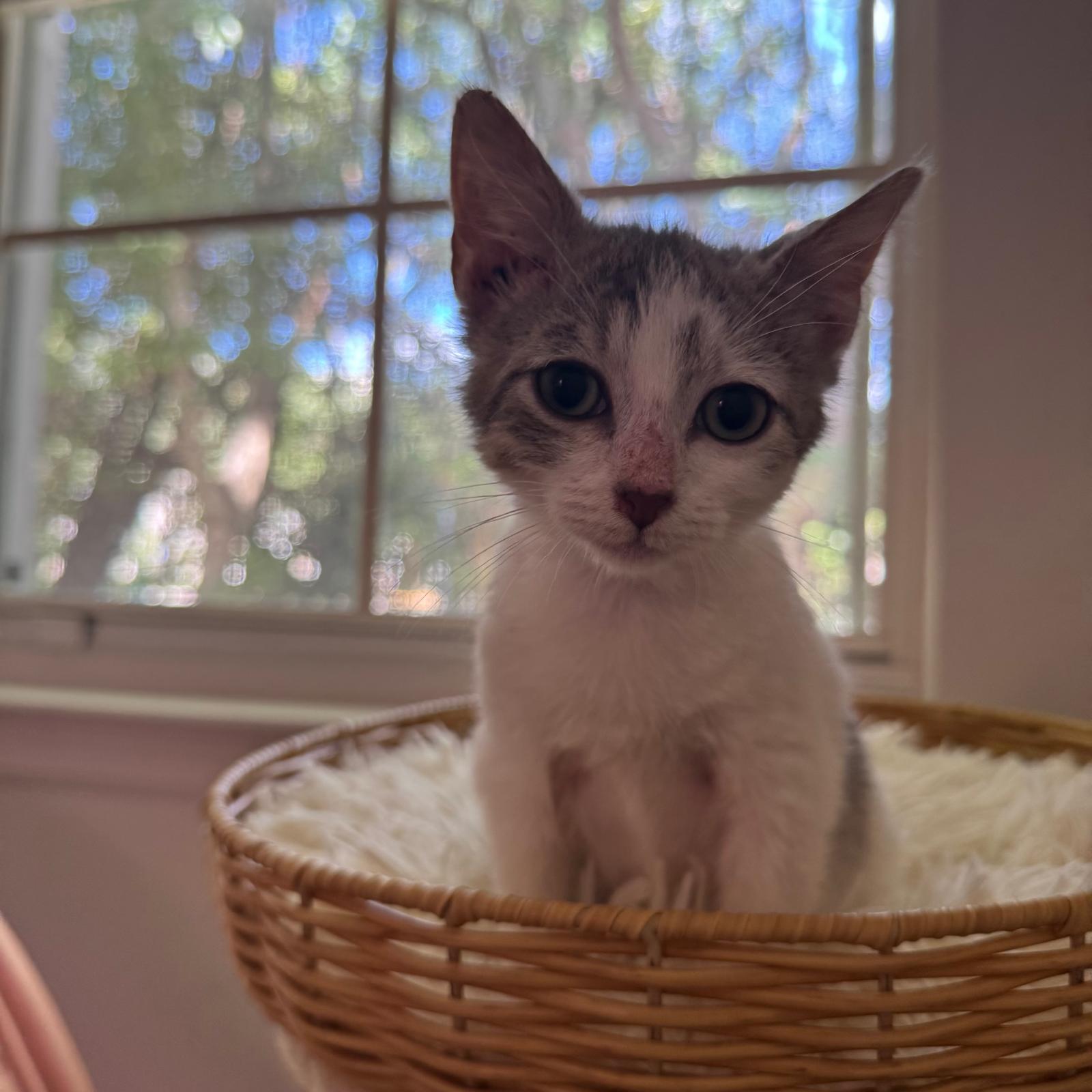 Pine, Adoptable, Kitten Male Domestic Short Hair.