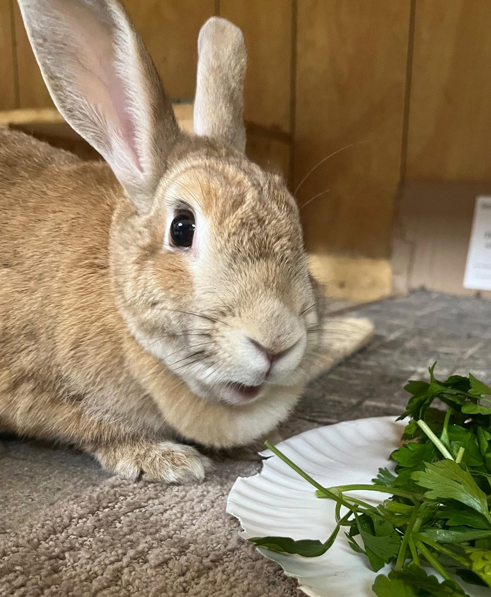 Nadia, a Adoptable Dwarf in Great Neck, NY image 1/2