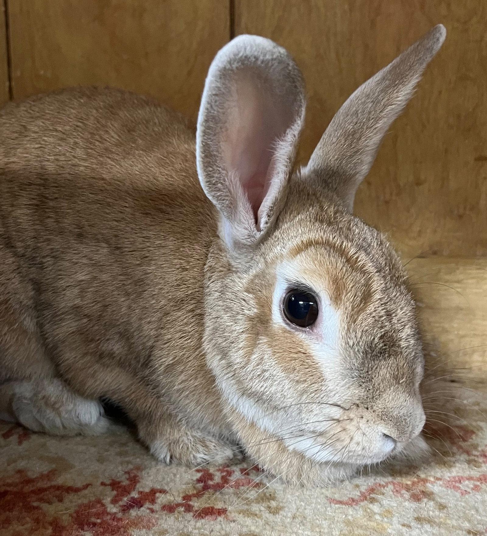 Nadia, a Adoptable Dwarf in Great Neck, NY image 2/2