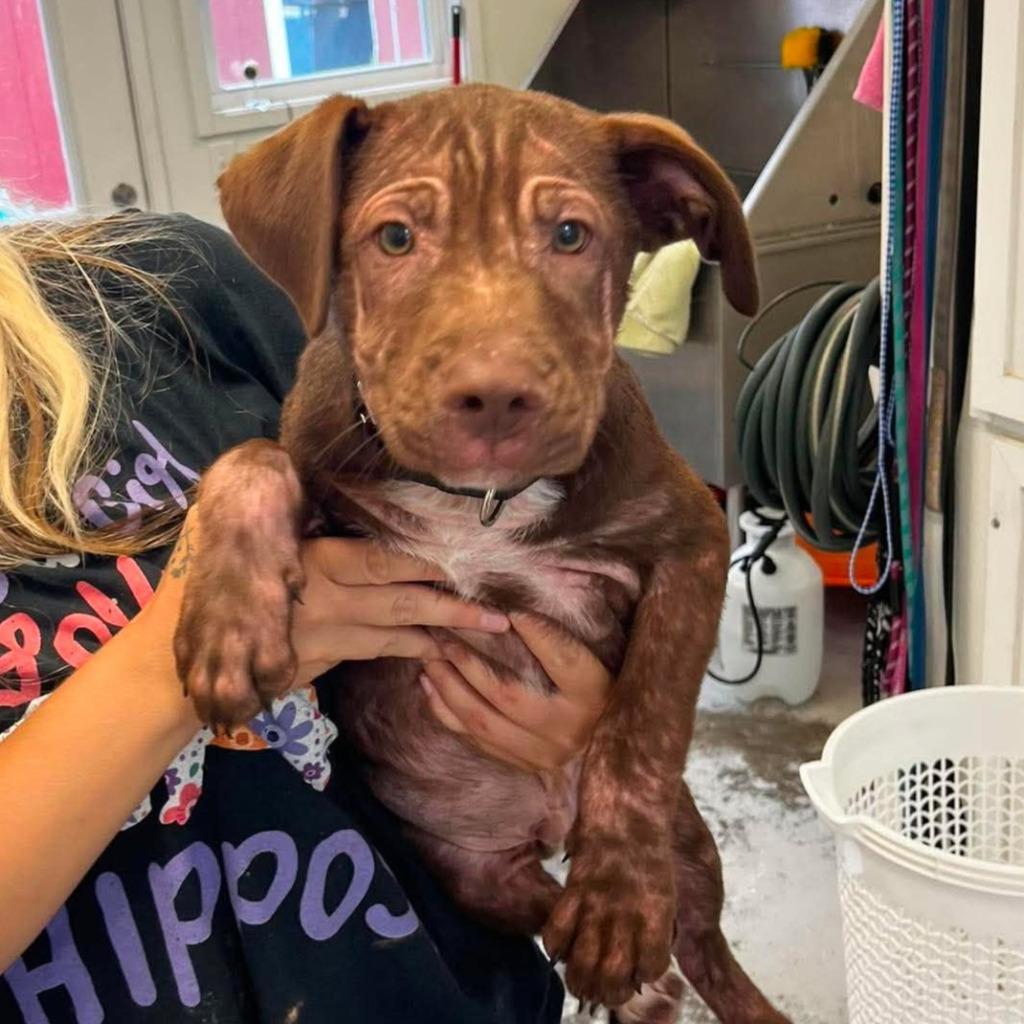 Enlarge Toblerone, a Adopted Chocolate Labrador Retriever in Sunrise Beach, MO image 1/1