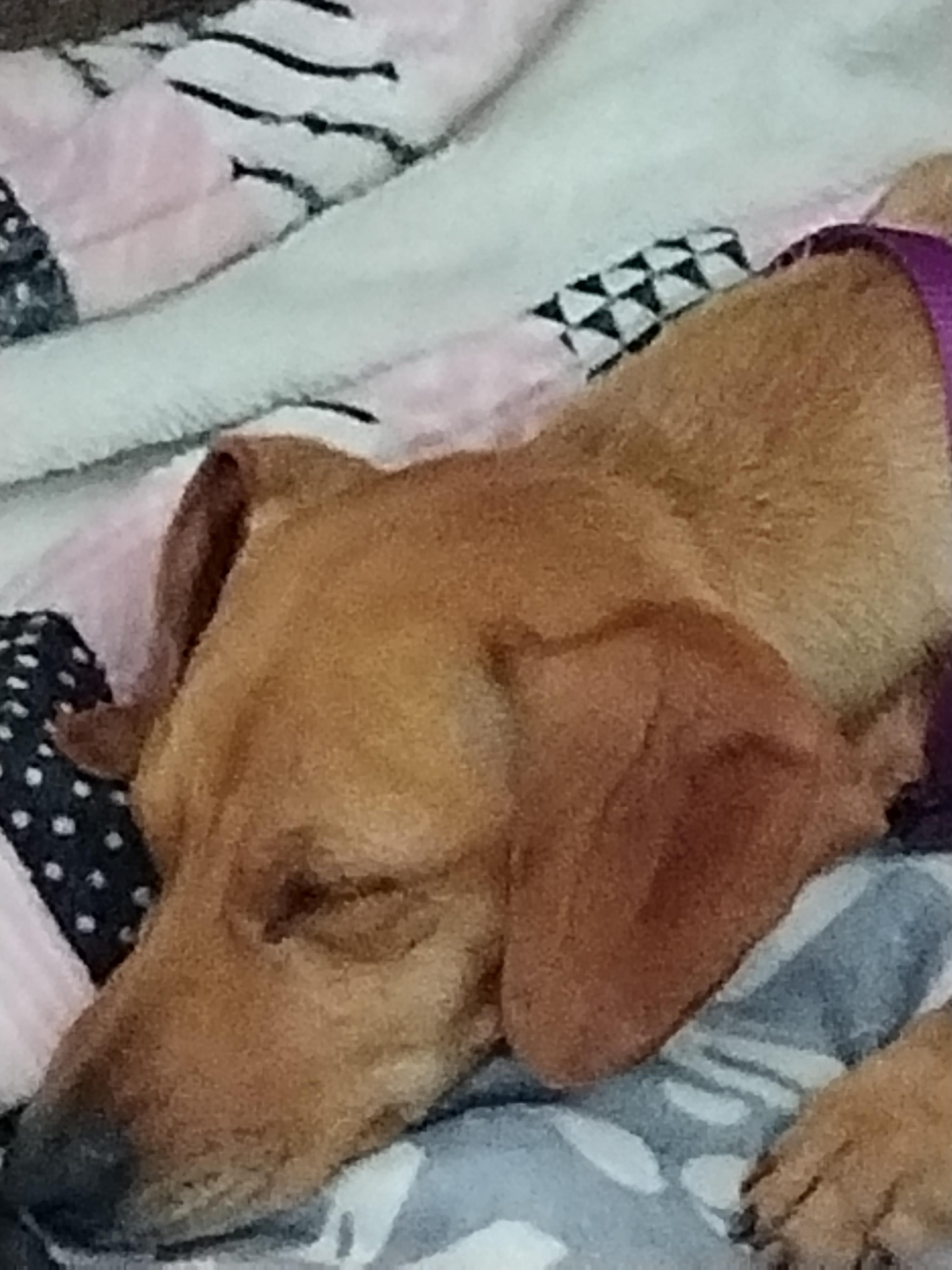 Trip & Shay, an adopted Dachshund in Hamer, ID image 1/2