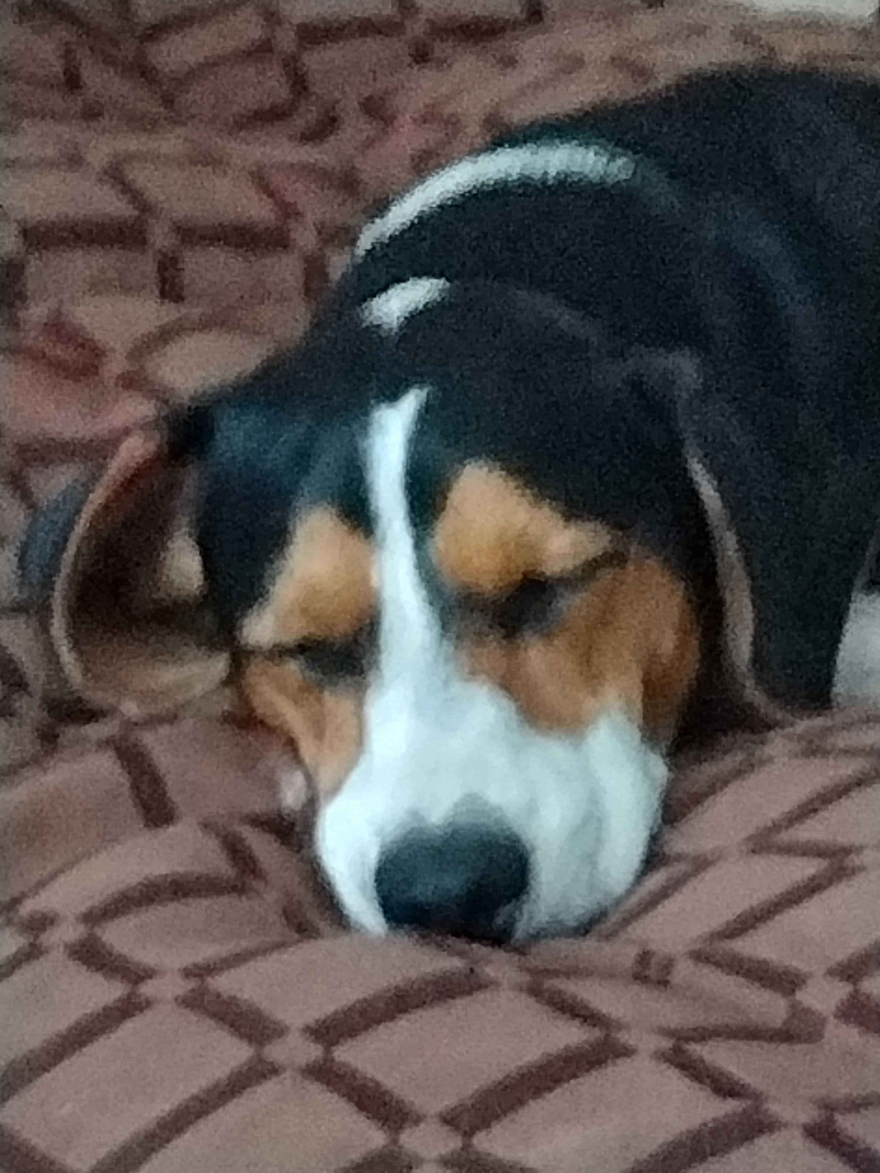 Trip & Shay, an adopted Dachshund in Hamer, ID image 2/2