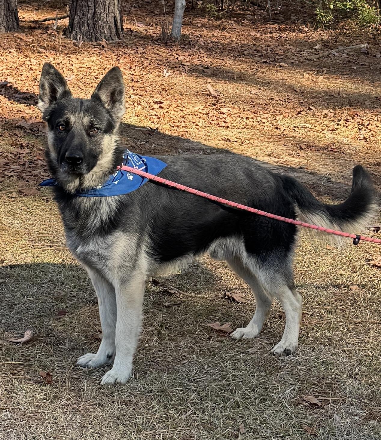 Enlarge Walter GSD, a ADOPTABLE German Shepherd Dog in Sumter, SC image 2/3