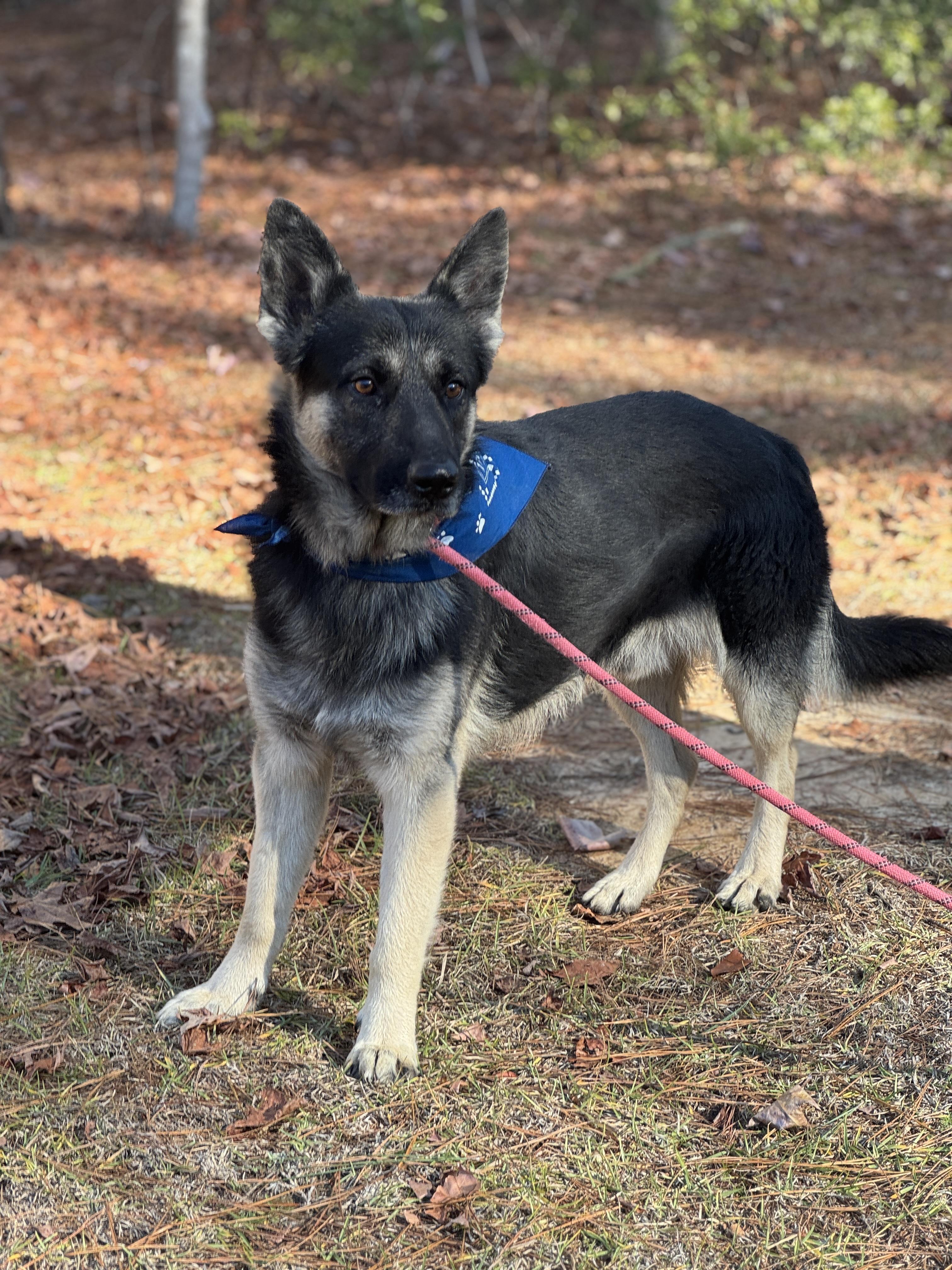 Enlarge Walter GSD, a ADOPTABLE German Shepherd Dog in Sumter, SC image 3/3