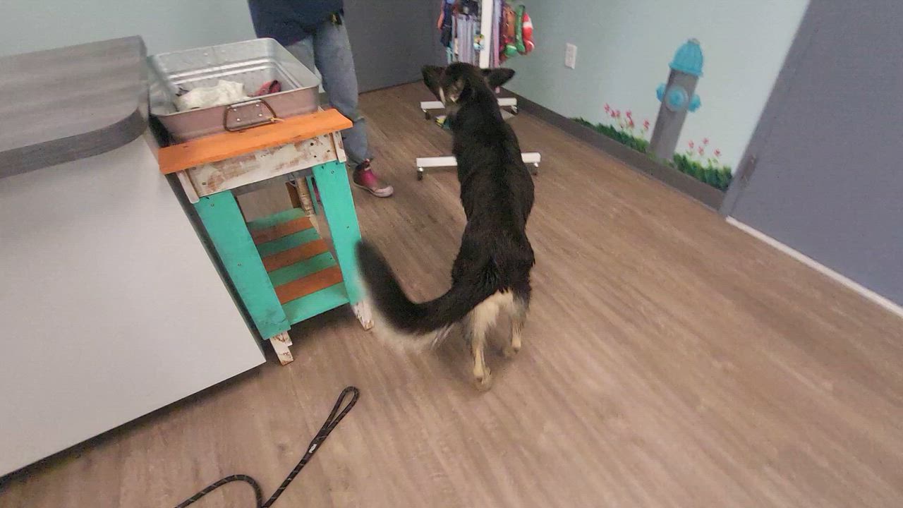 Enlarge Walter GSD, a ADOPTABLE German Shepherd Dog in Sumter, SC video 1/3