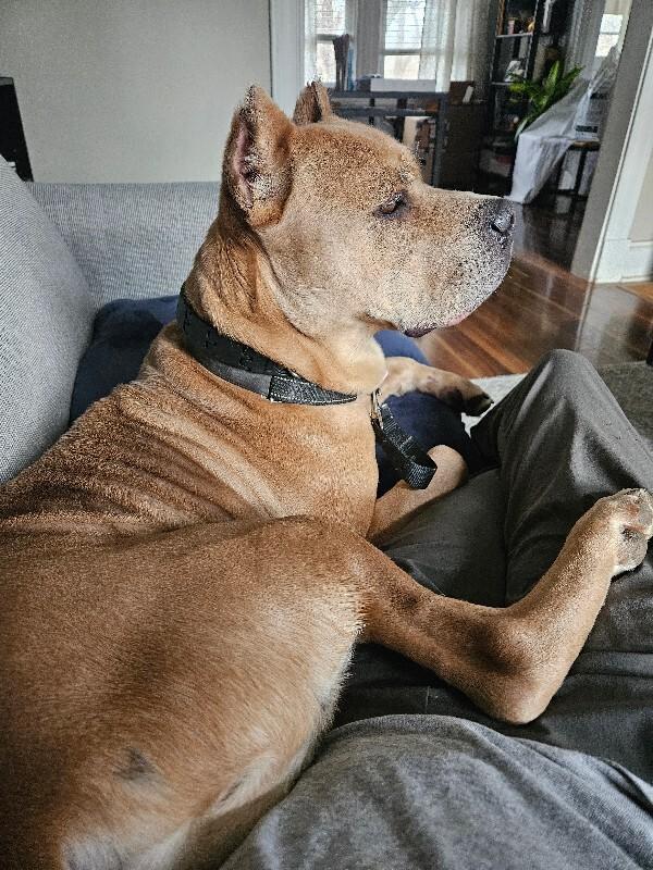 Tute, a ADOPTABLE Mixed Breed in Miamitown, OH image 2/4