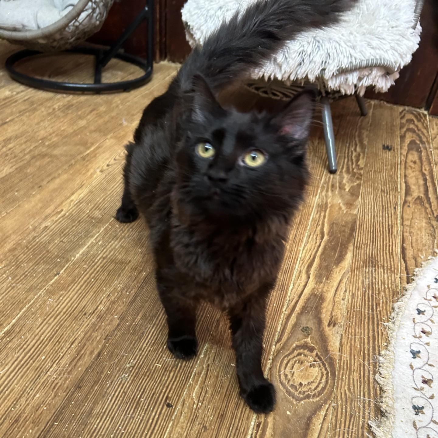 Jingle, adopted, Kitten Female Domestic Long Hair.