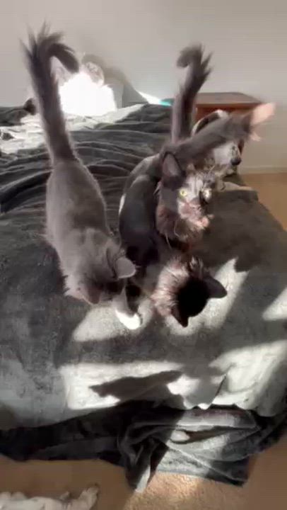 Enlarge Jingle, an adopted Domestic Long Hair in Springdale, AR video 3/3