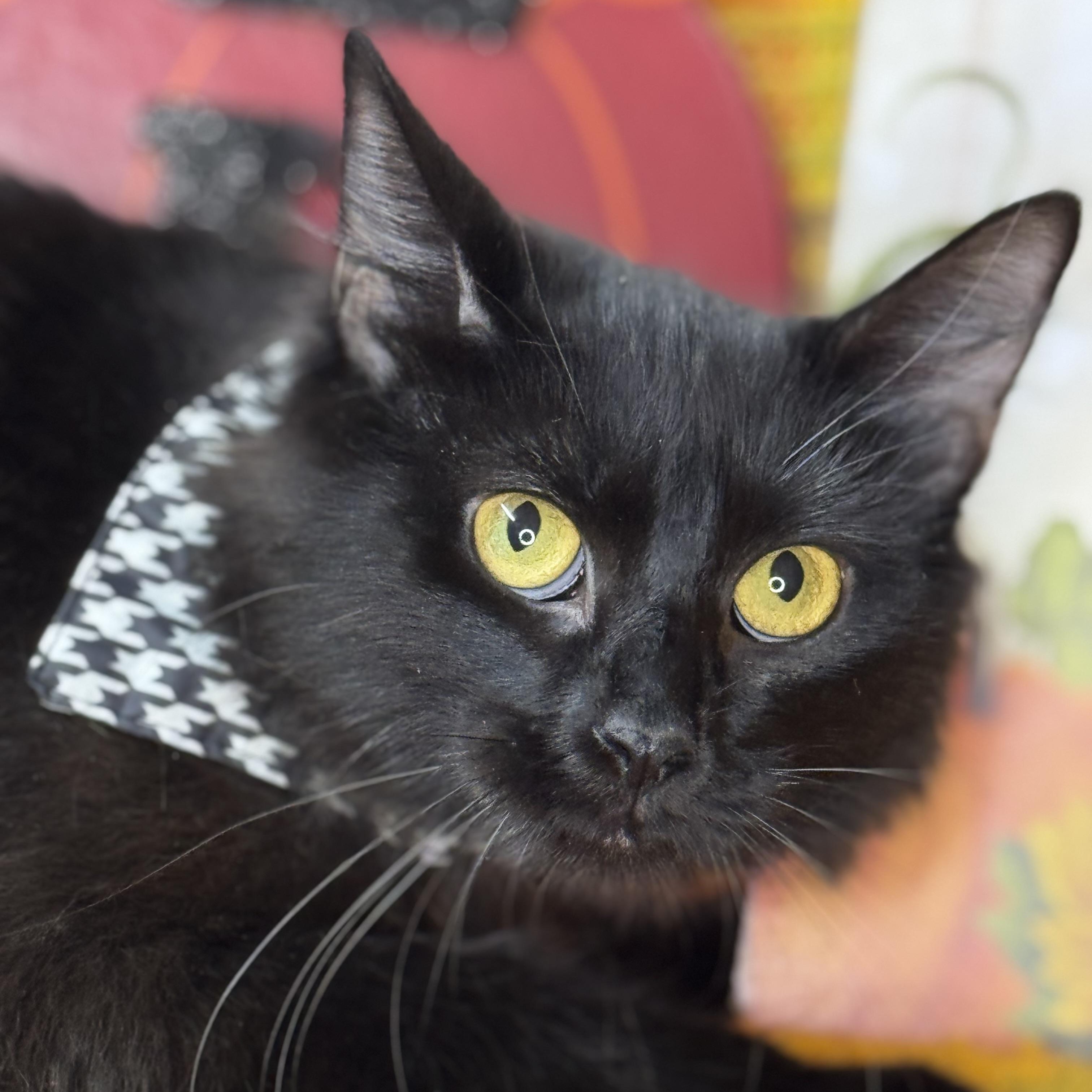 Enlarge Dumpling, a Adoptable mixed breed in Mount Vernon, IL image 1/6