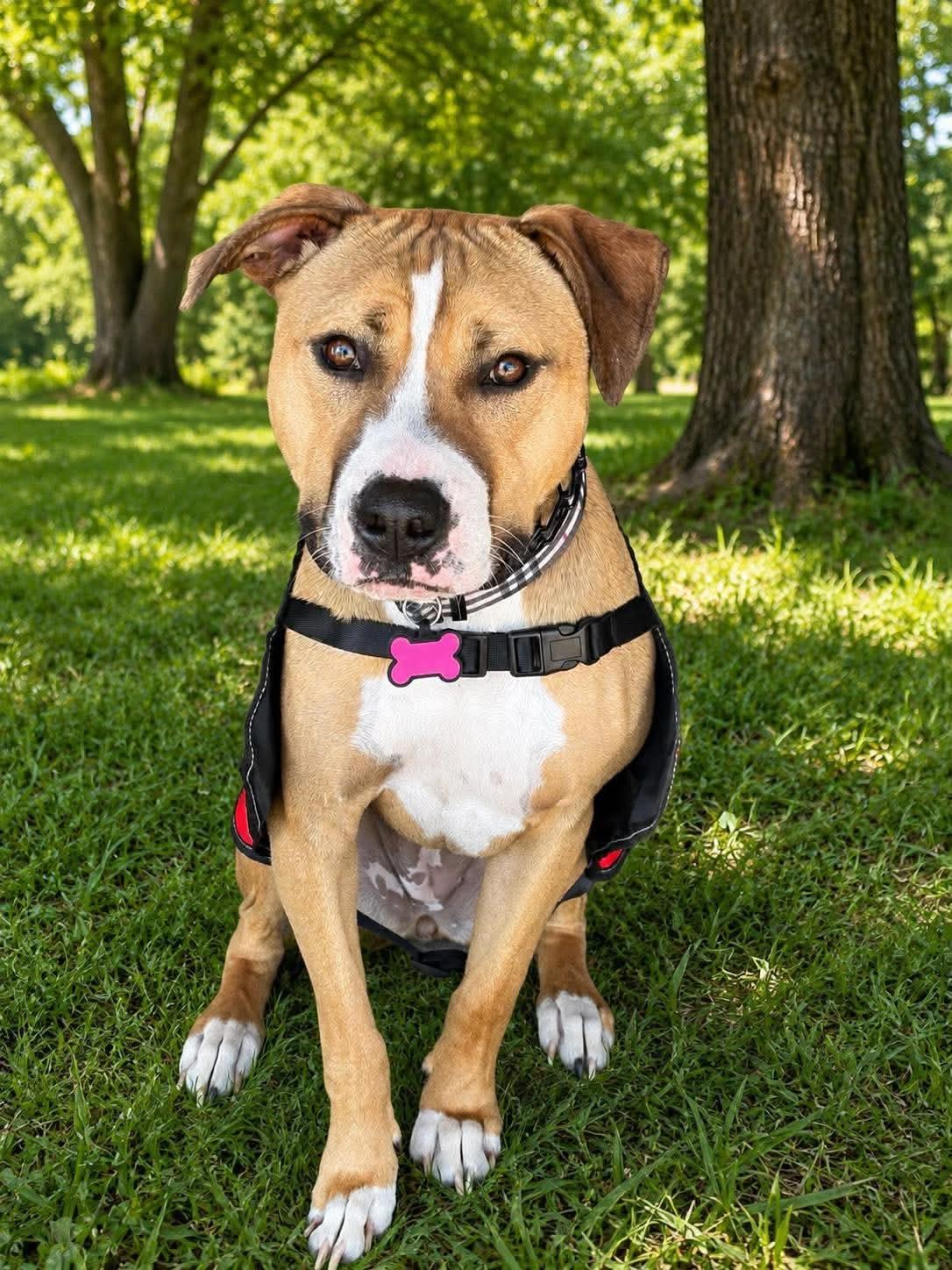 Willow, Adoptable, Puppy Female Pit Bull Terrier.