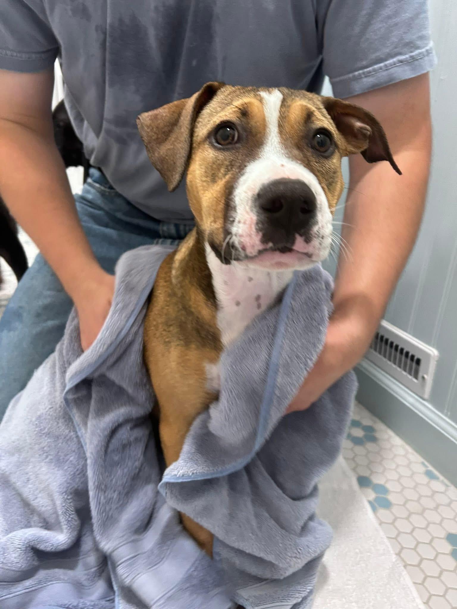 Willow, a Adoptable mixed breed in Jackson , NJ image 2/5