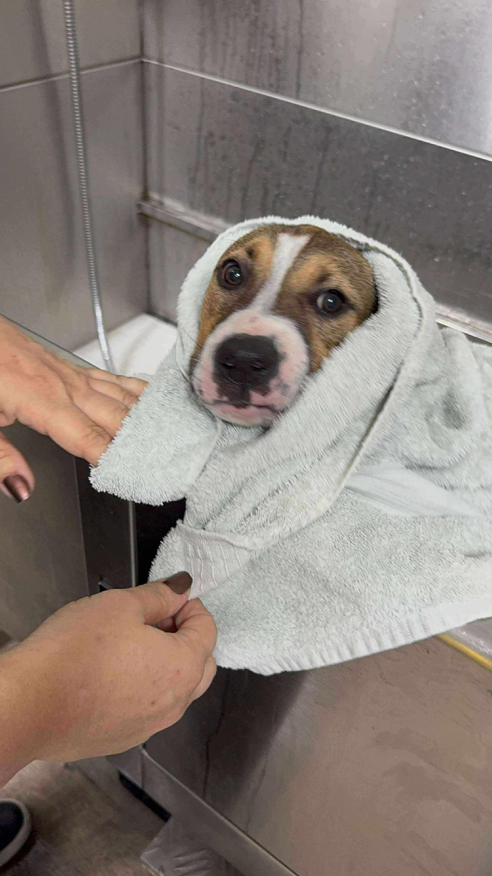 Willow, a Adoptable mixed breed in Jackson , NJ image 4/5