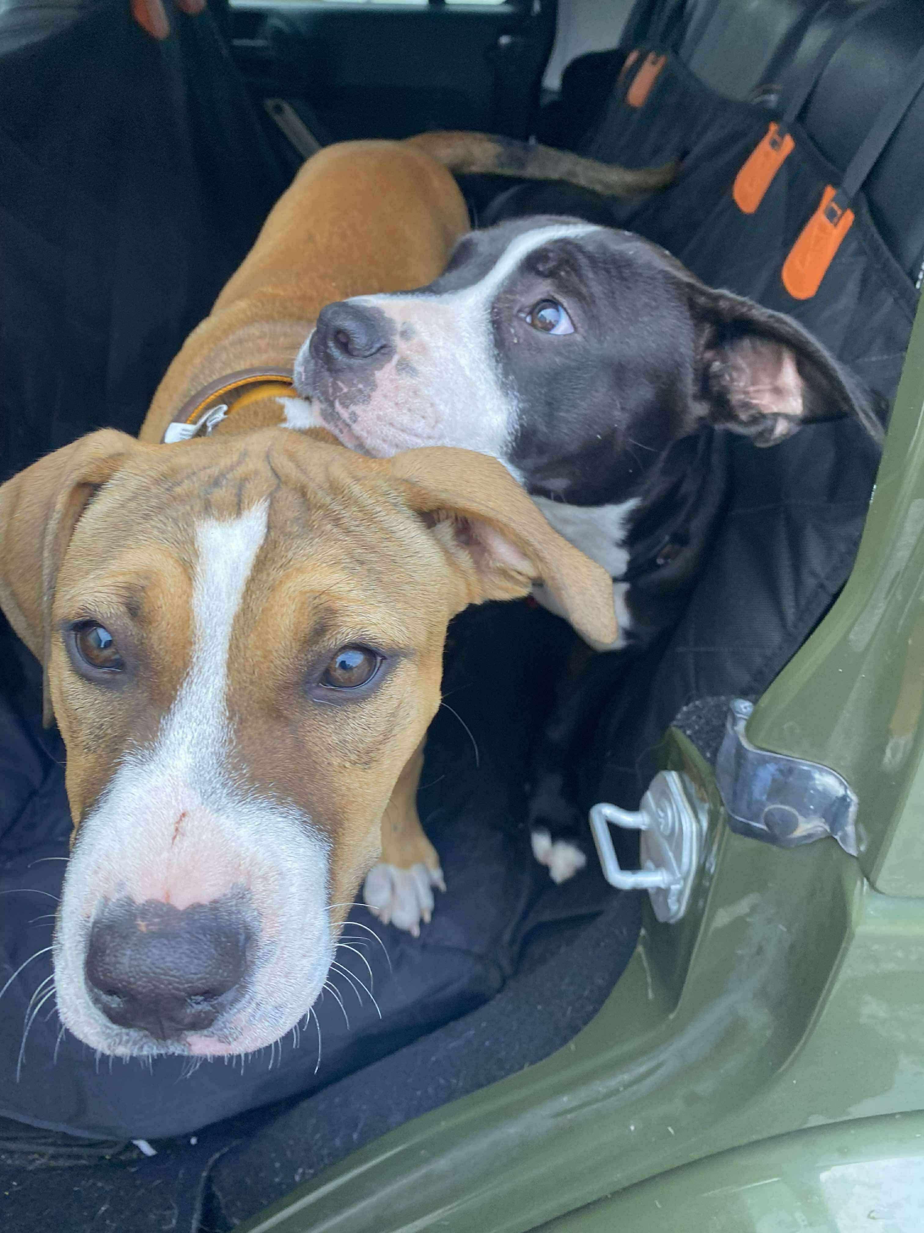 Willow, Adoptable, Puppy Female Pit Bull Terrier.