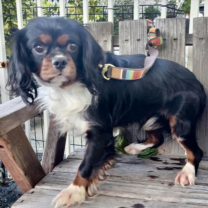 Mowglie, ADOPTABLE, Adult Male Cavalier King Charles Spaniel.