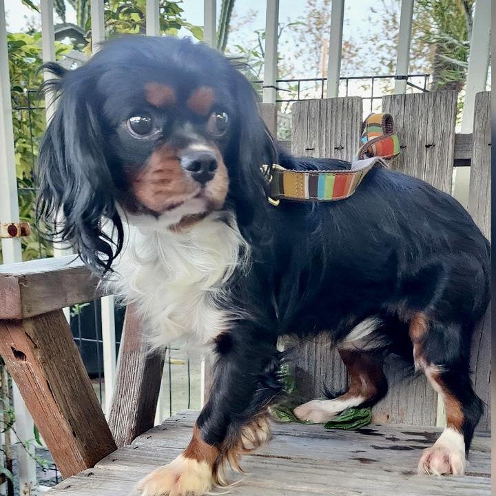 Enlarge Mowglie, a ADOPTABLE Cavalier King Charles Spaniel in Torrance, CA image 2/3