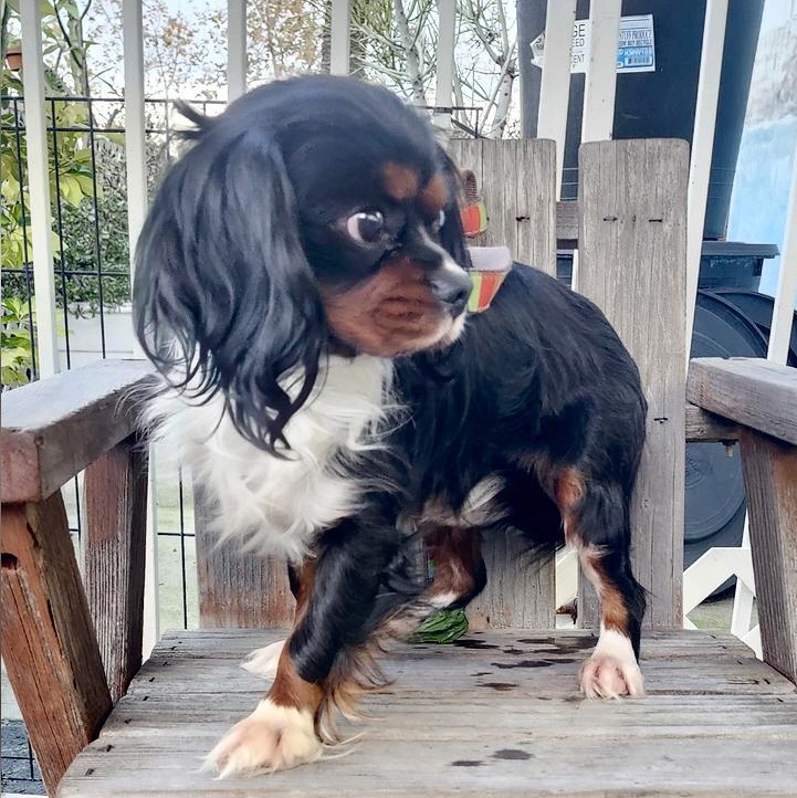 Enlarge Mowglie, a ADOPTABLE Cavalier King Charles Spaniel in Torrance, CA image 3/3