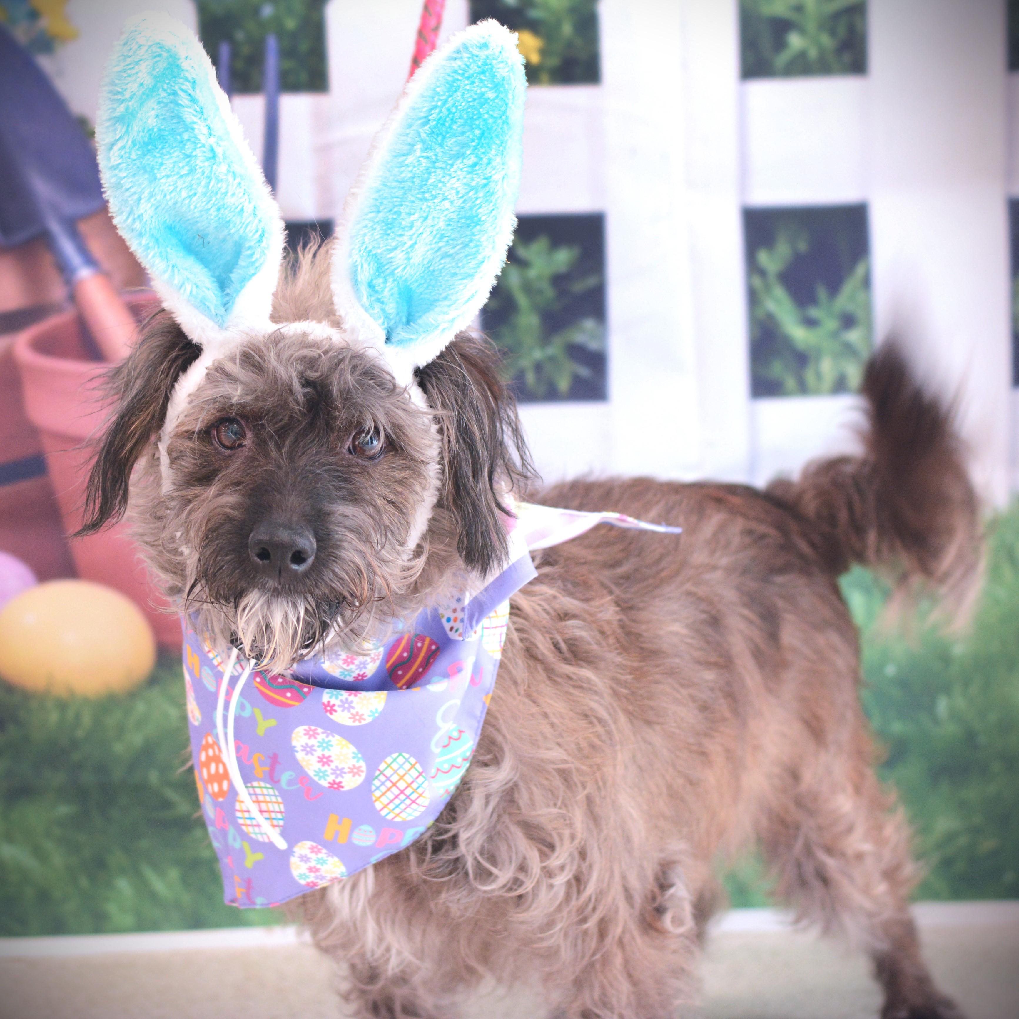 Enlarge Tucker, an adopted mixed breed in Amsterdam, NY image 1/1