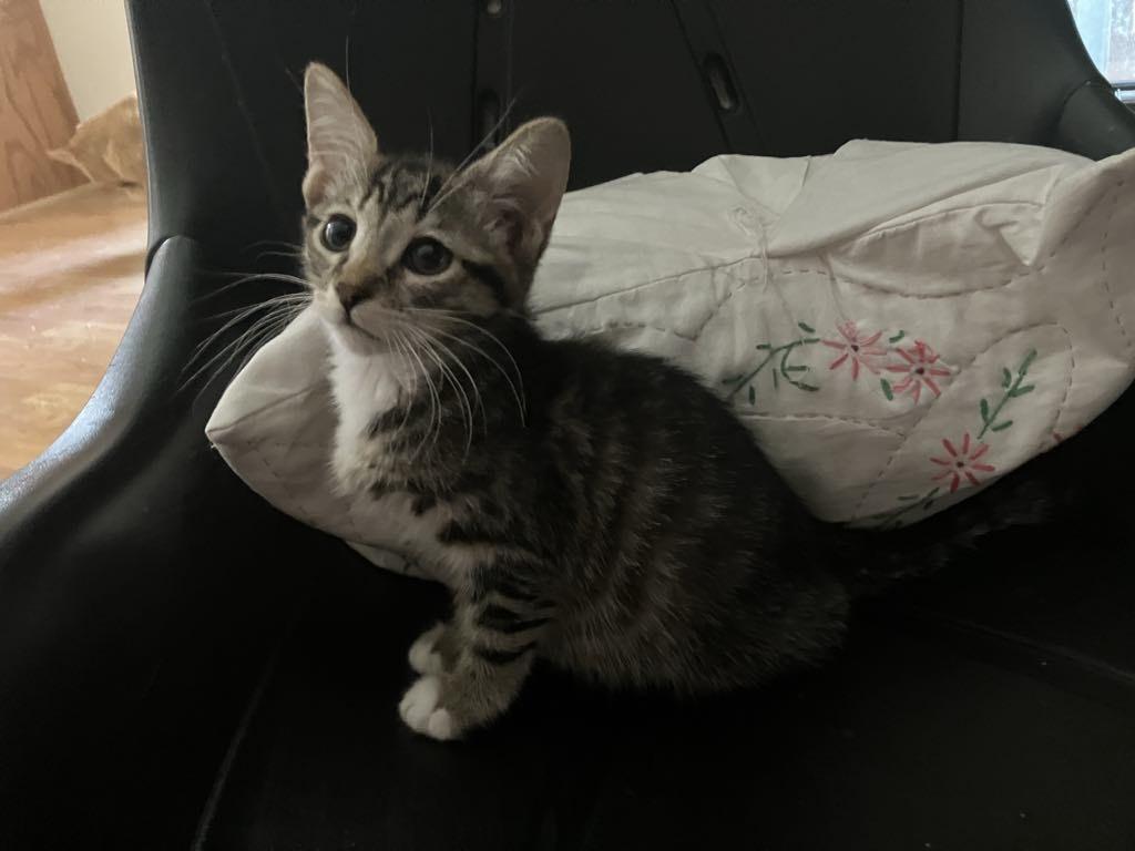 Enlarge Lady - can be seen at PetSmart in Midland, a Adopted Domestic Short Hair in Midland, MI image 1/1